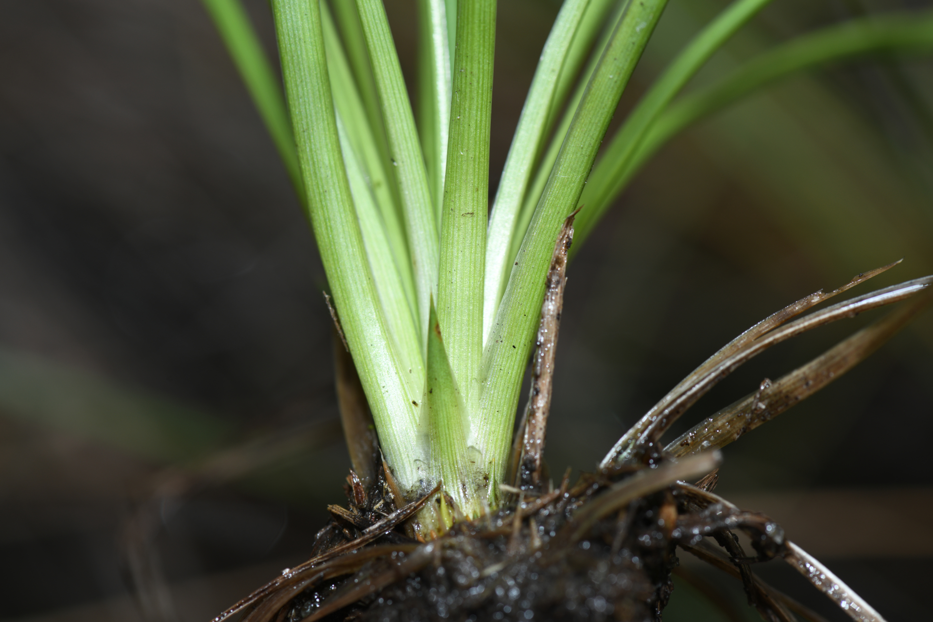 Abolboda pulchella Kunth - Photo Bivouac Naturaliste