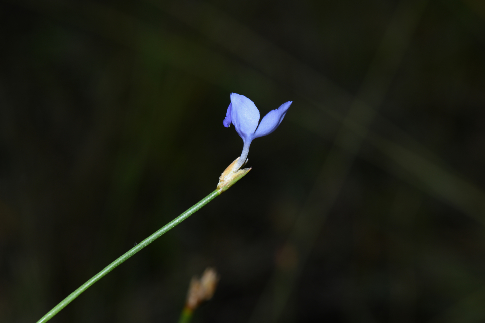 Abolboda pulchella Kunth - Photo Bivouac Naturaliste