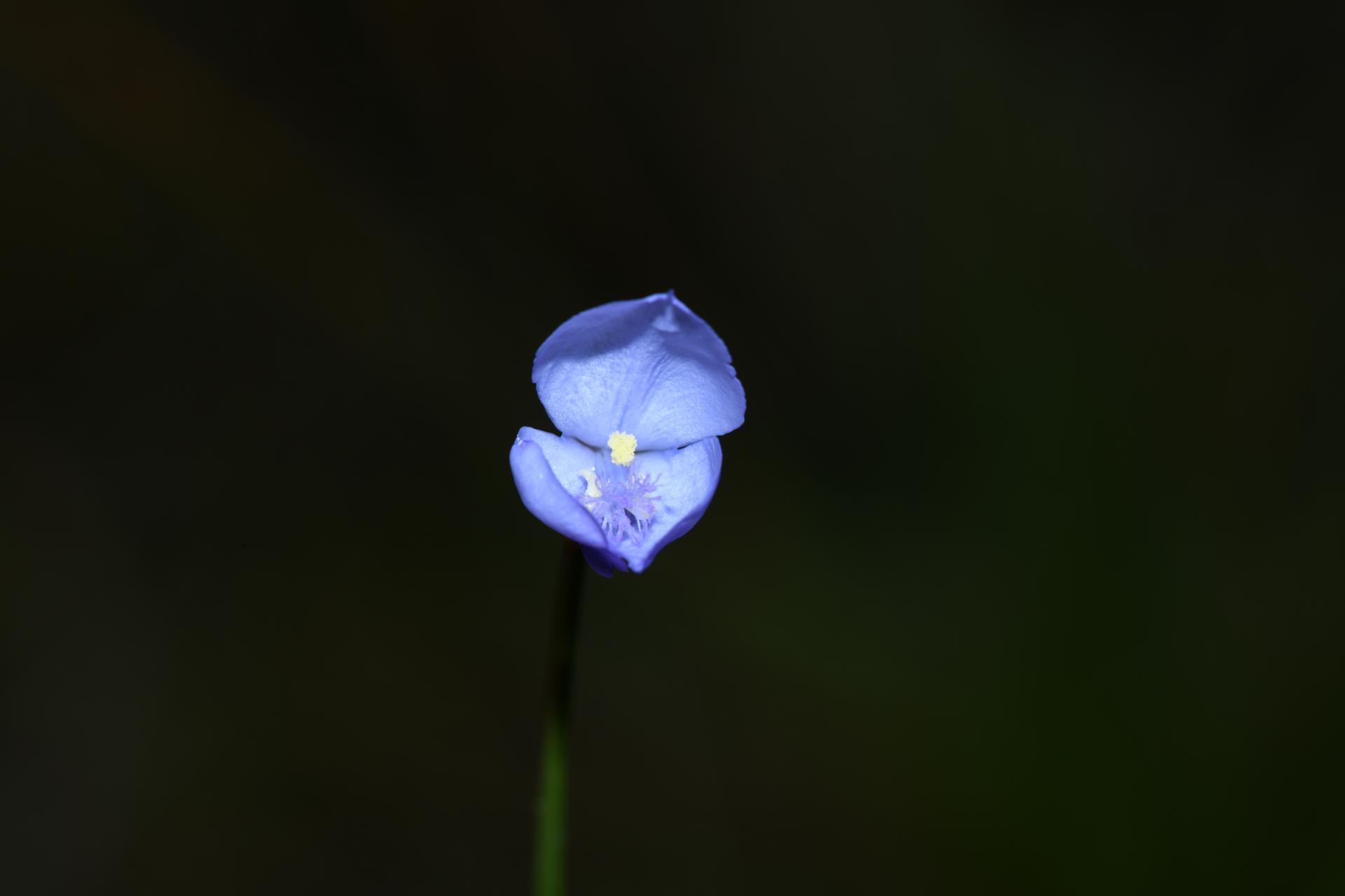Abolboda pulchella Kunth - Photo Bivouac Naturaliste