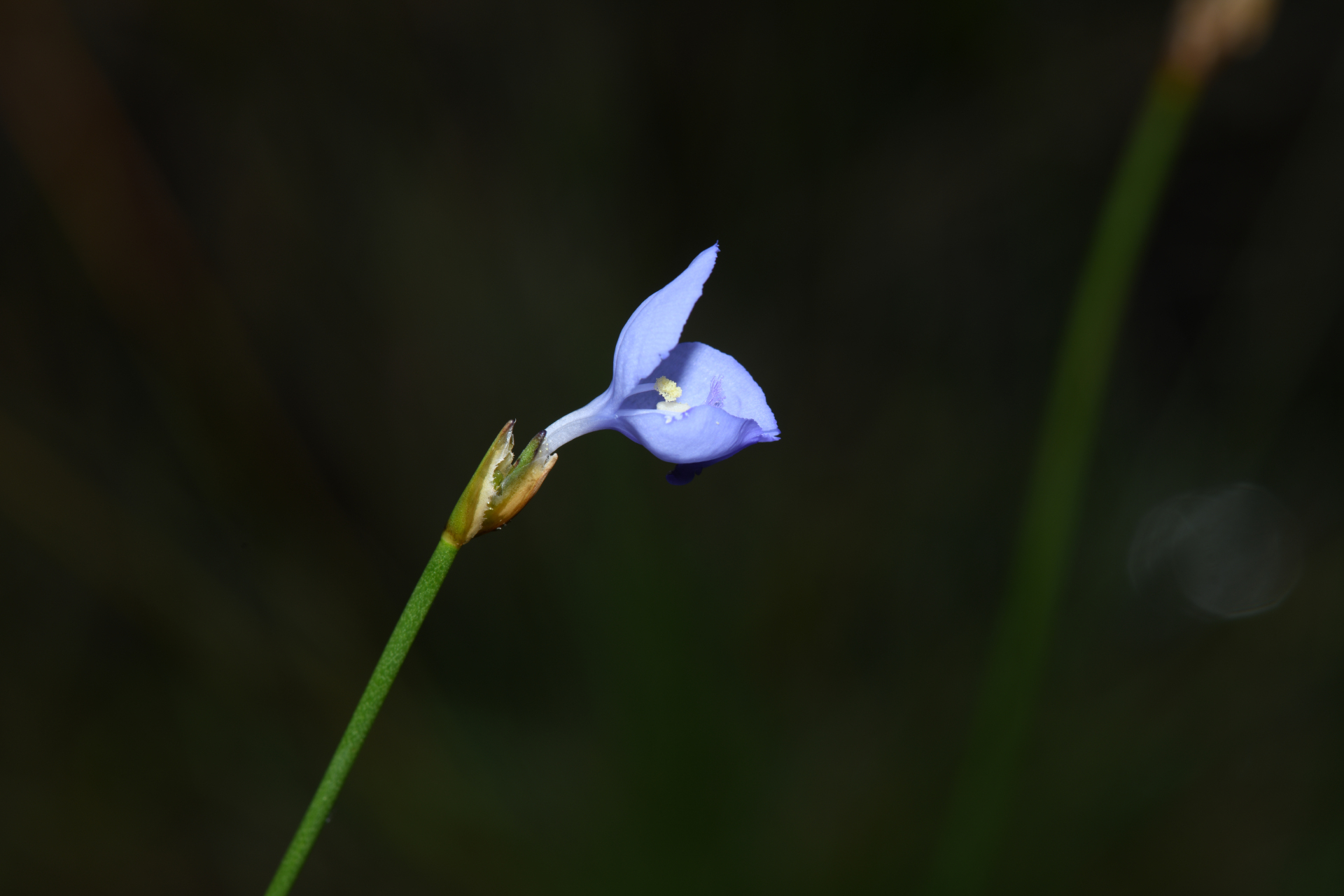Abolboda pulchella Kunth - Photo Bivouac Naturaliste
