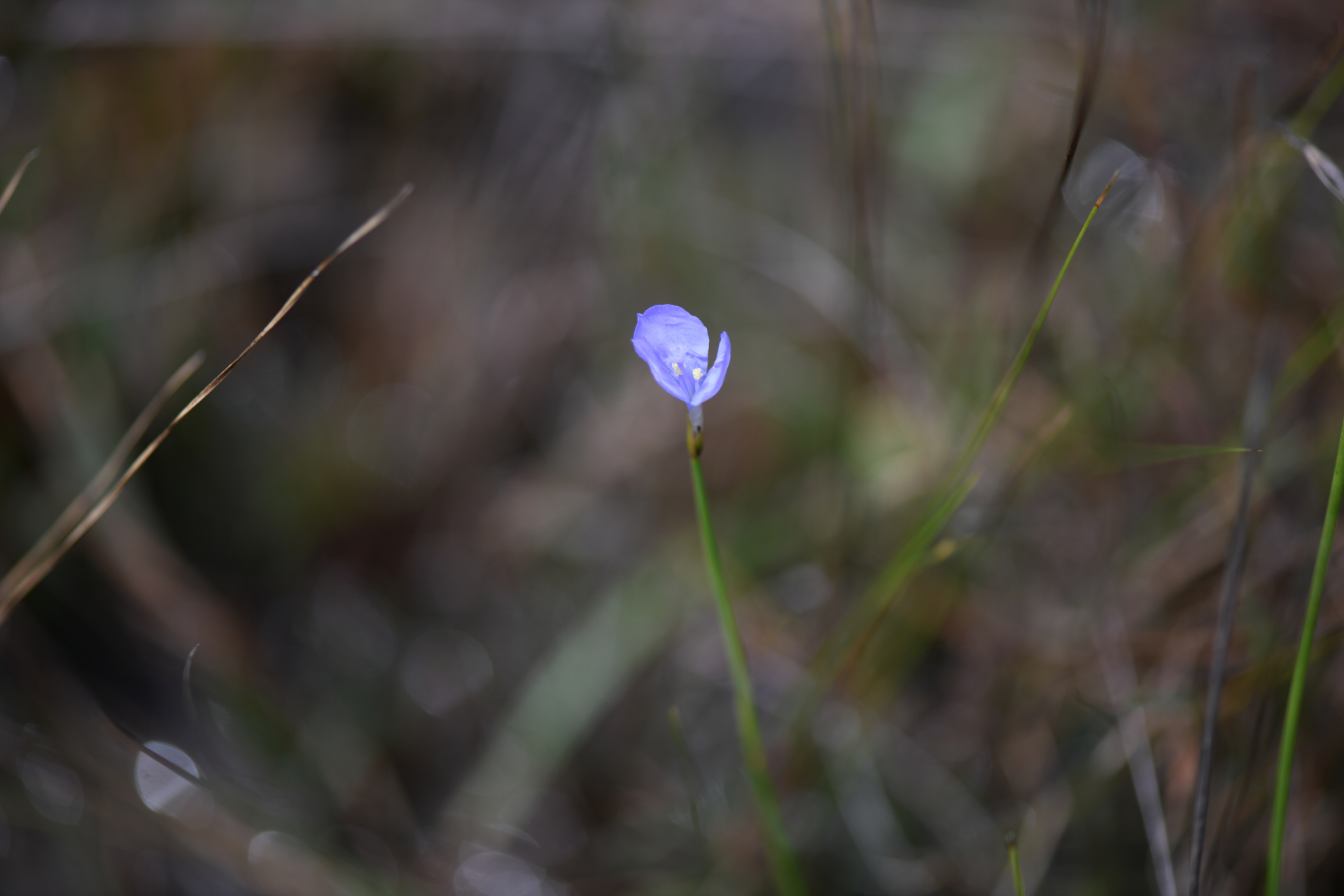Abolboda pulchella Kunth - Photo Bivouac Naturaliste