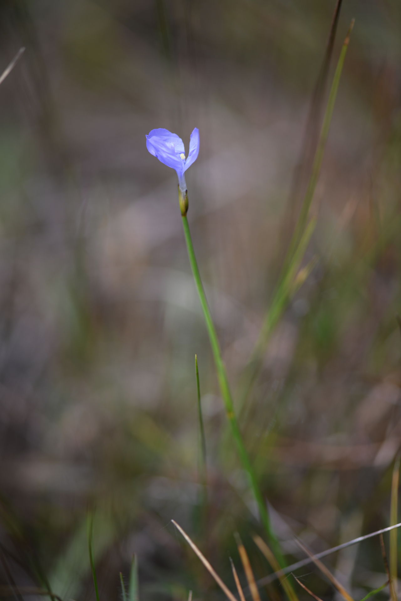 Abolboda pulchella Kunth - Photo Bivouac Naturaliste