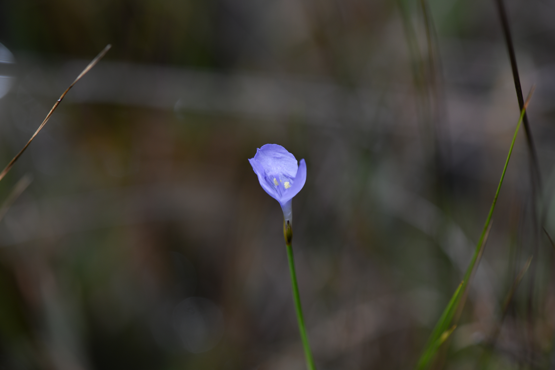 Abolboda pulchella Kunth - Photo Bivouac Naturaliste