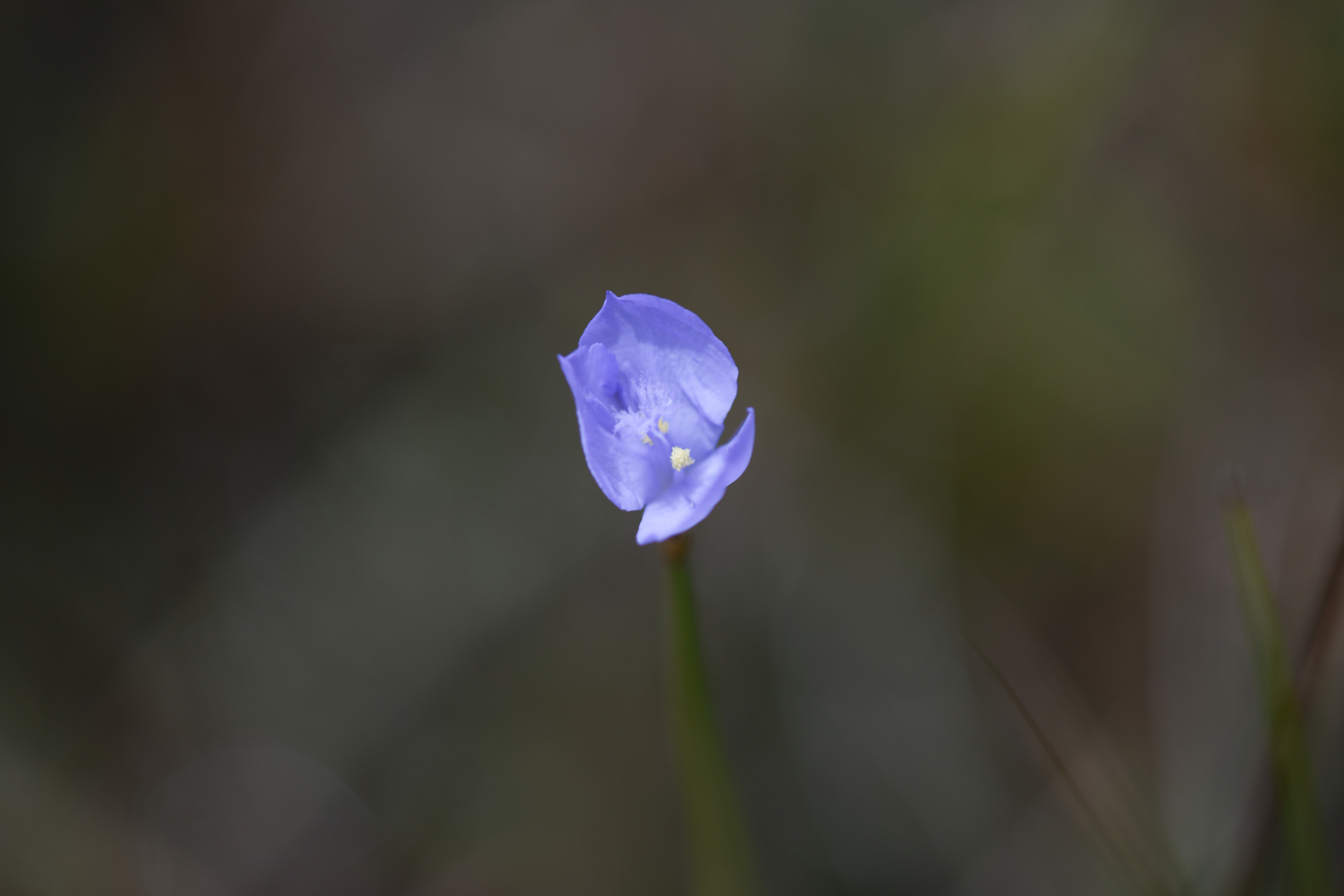 Abolboda pulchella Kunth - Photo Bivouac Naturaliste