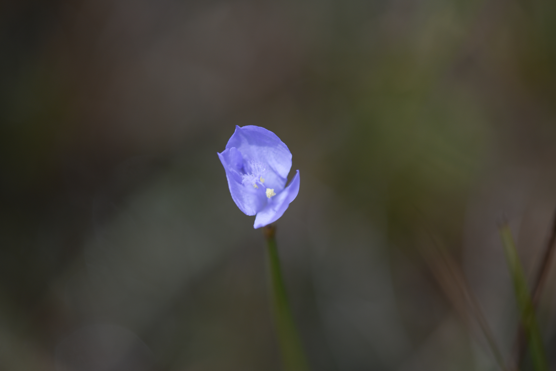 Abolboda pulchella Kunth - Photo Bivouac Naturaliste