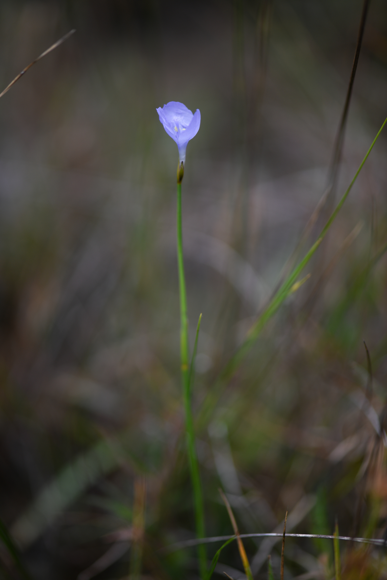 Abolboda pulchella Kunth - Photo Bivouac Naturaliste