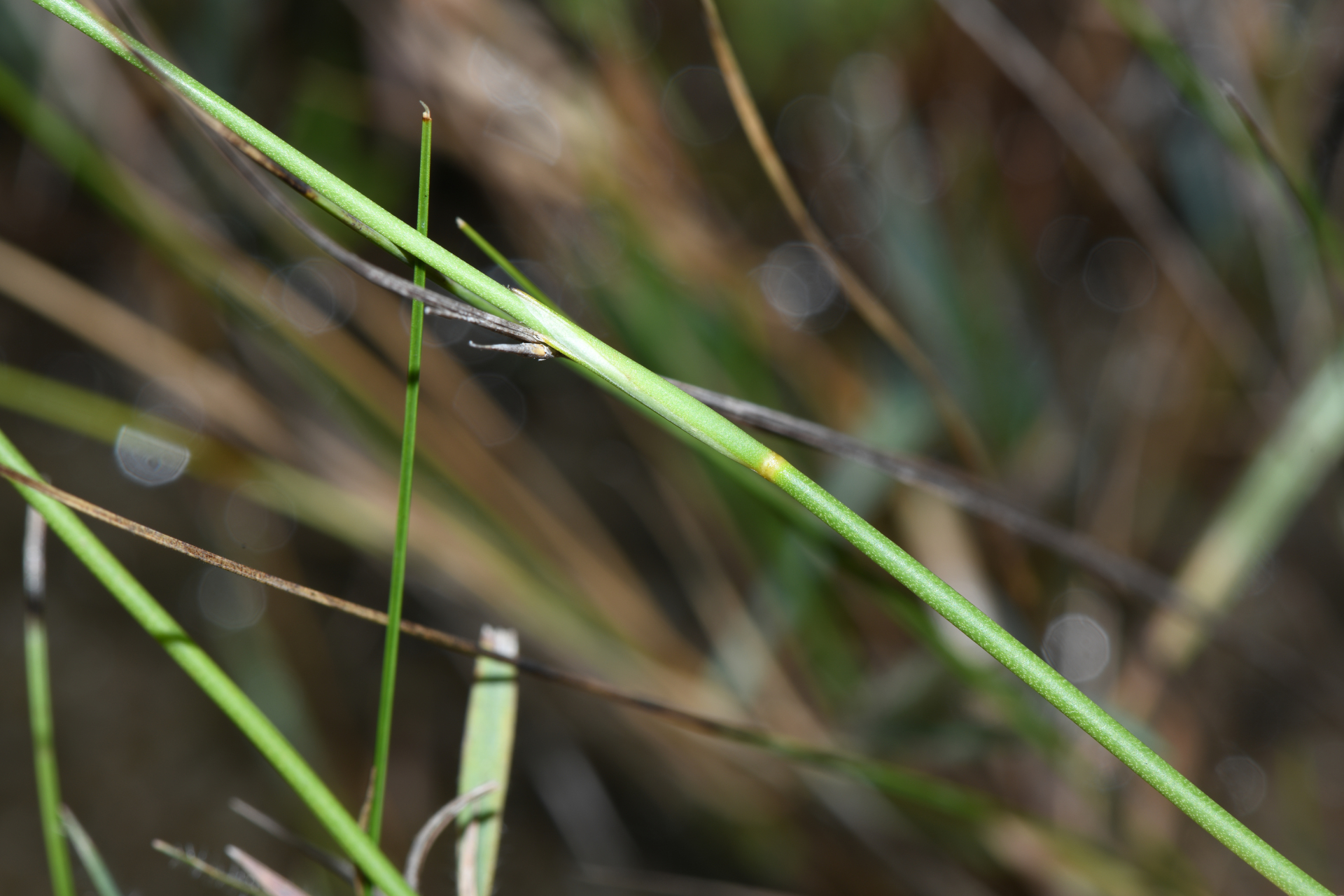 Abolboda pulchella Kunth - Photo Bivouac Naturaliste