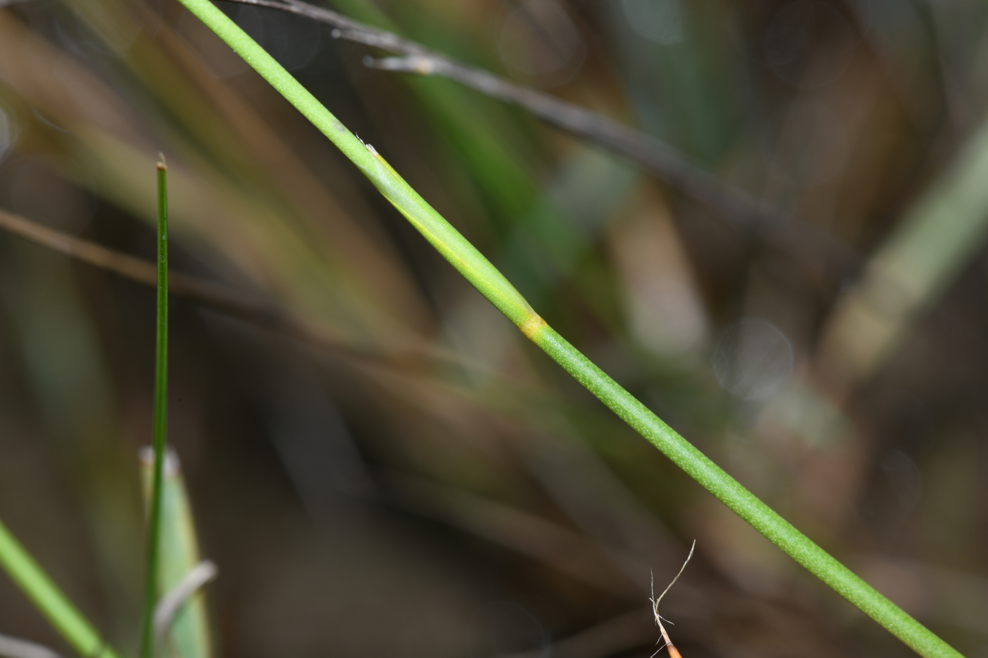 Abolboda pulchella Kunth - Photo Bivouac Naturaliste
