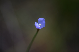 Abolboda pulchella Kunth