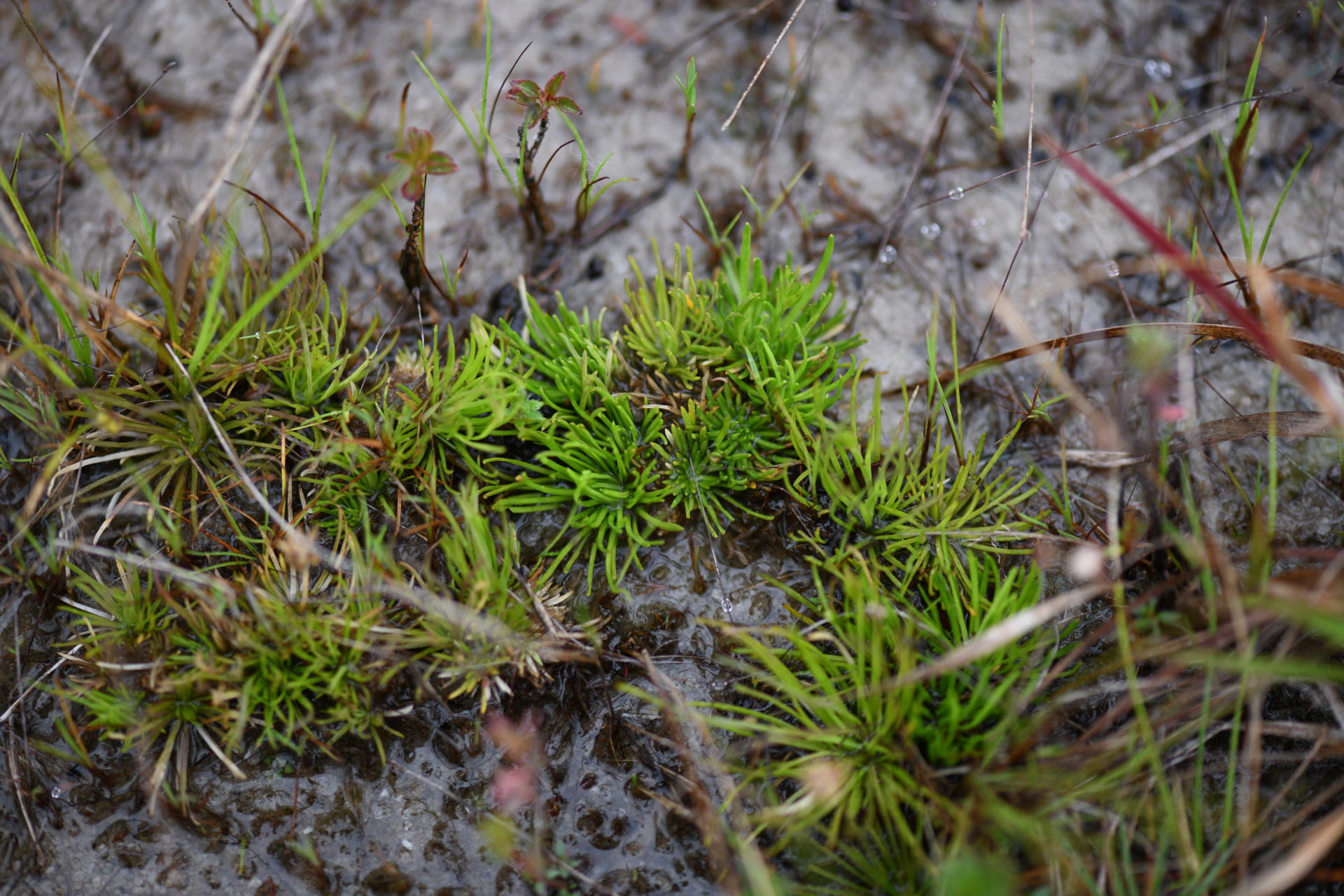 Abolboda americana (Aubl.) Lanj. - Photo Bivouac Naturaliste