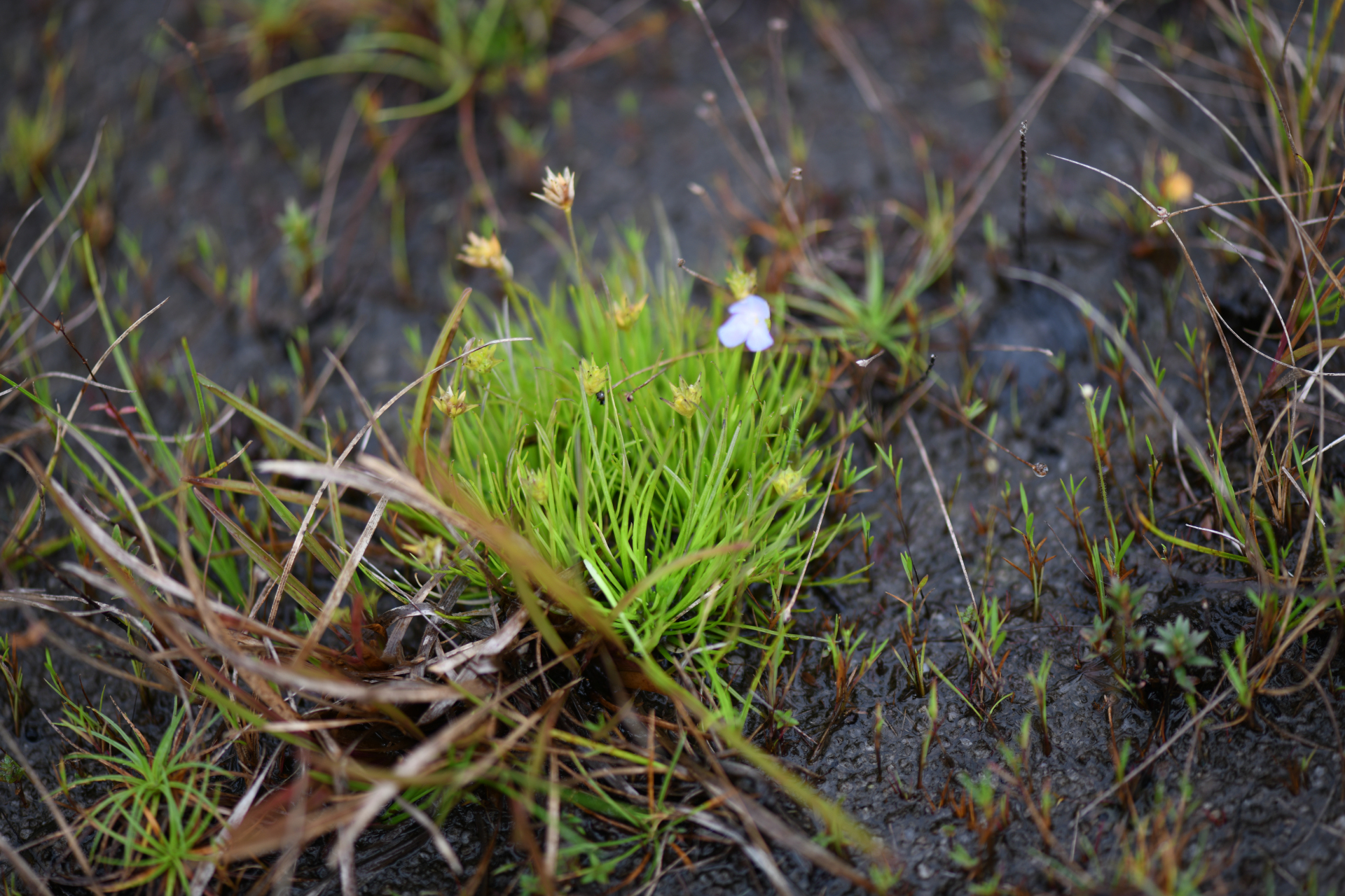 Abolboda americana (Aubl.) Lanj. - Photo Bivouac Naturaliste