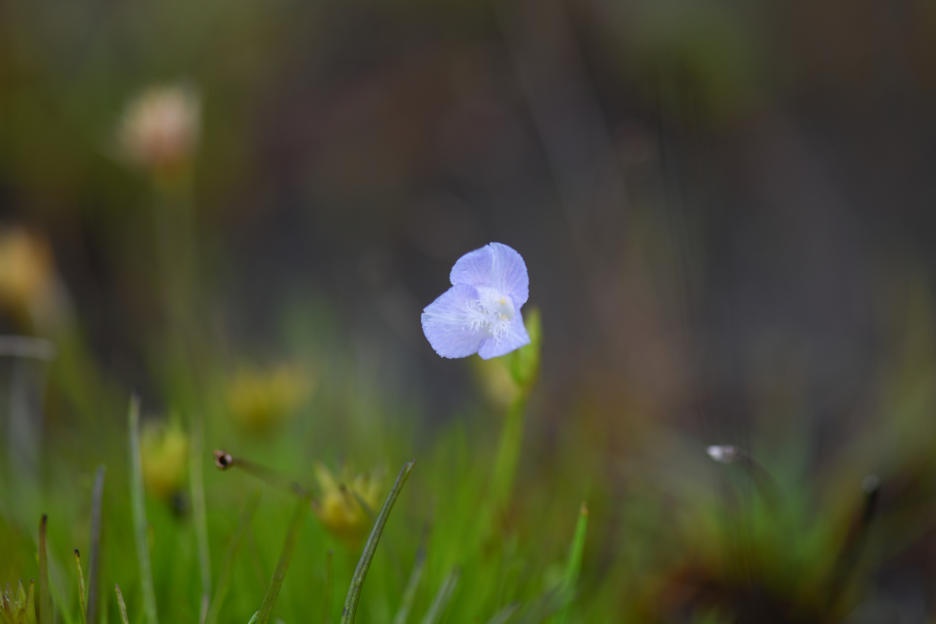 Abolboda americana (Aubl.) Lanj. - Photo Bivouac Naturaliste