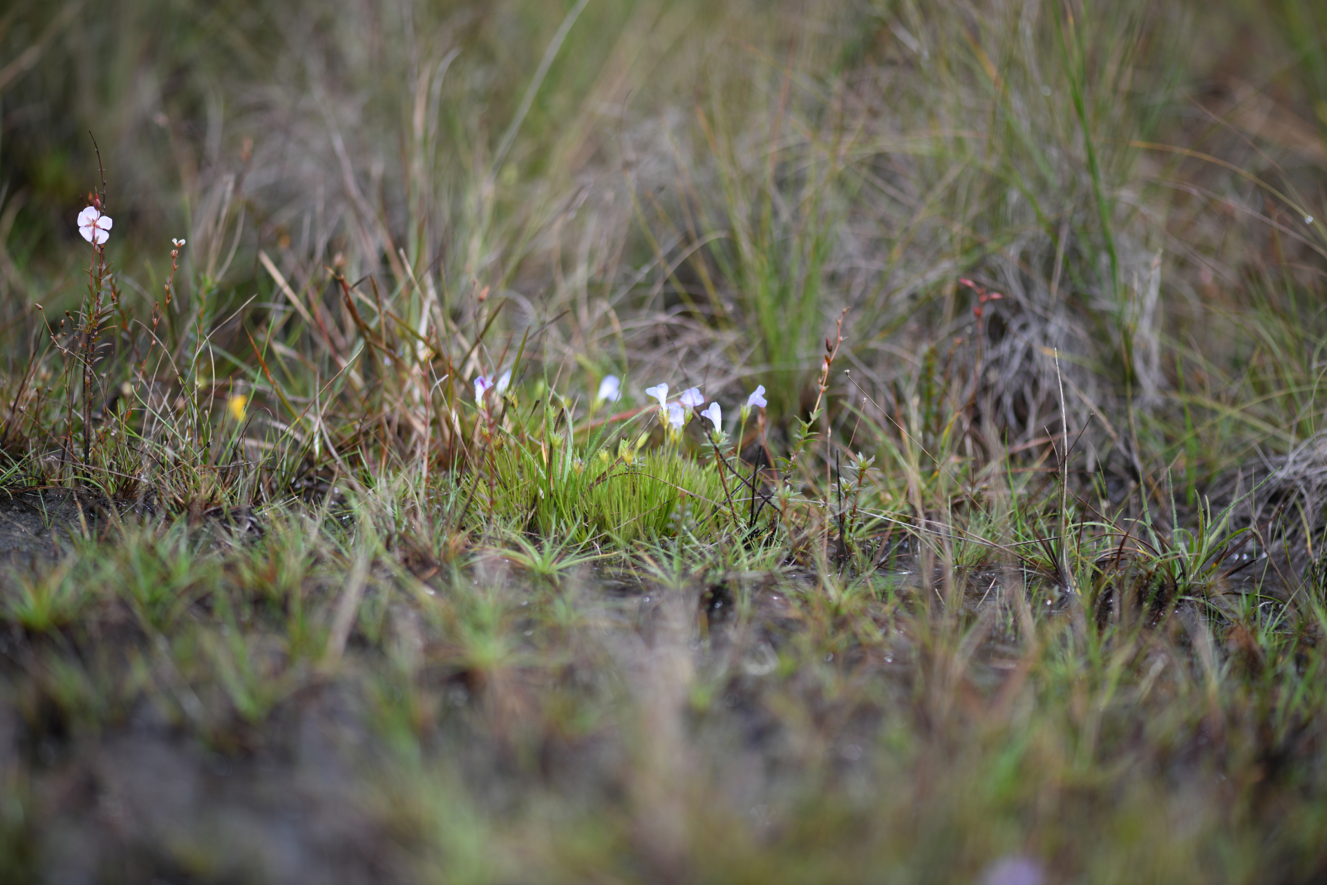 Abolboda americana (Aubl.) Lanj. - Photo Bivouac Naturaliste