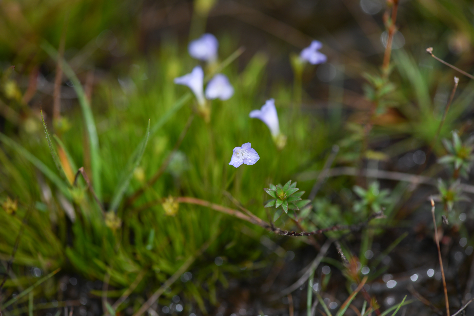 Abolboda americana (Aubl.) Lanj. - Photo Bivouac Naturaliste