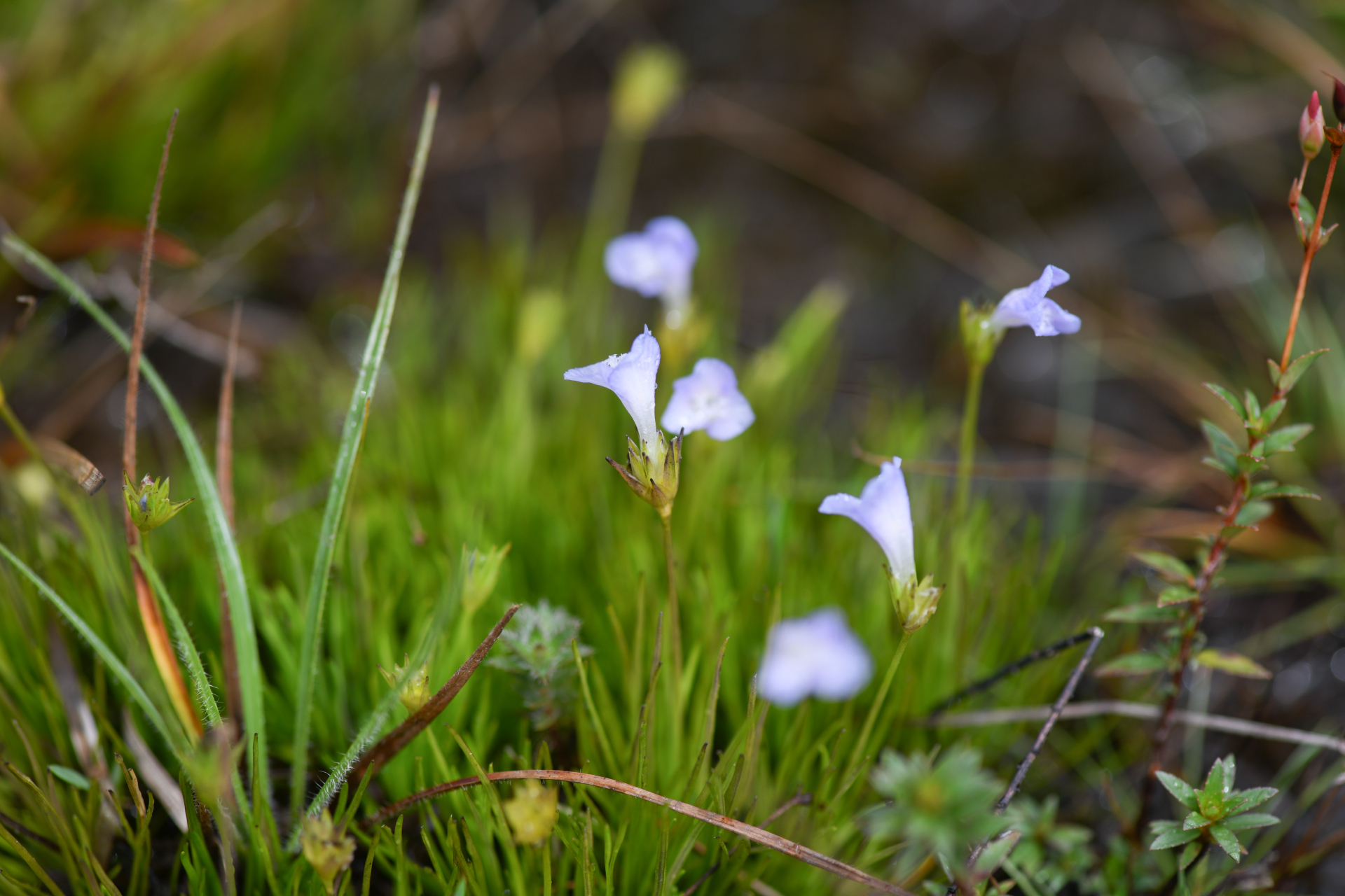 Abolboda americana (Aubl.) Lanj. - Photo Bivouac Naturaliste