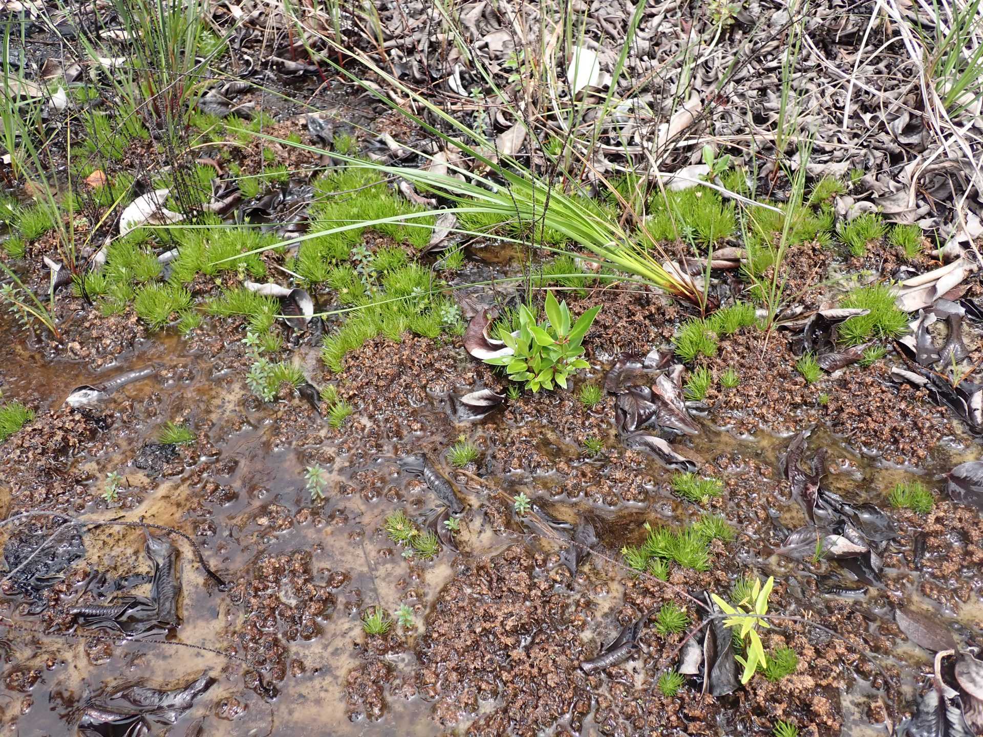 Abolboda americana (Aubl.) Lanj. - Photo Bivouac Naturaliste