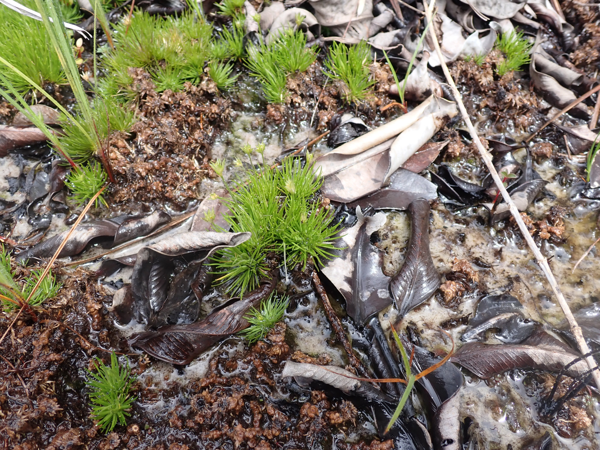 Abolboda americana (Aubl.) Lanj. - Photo Bivouac Naturaliste