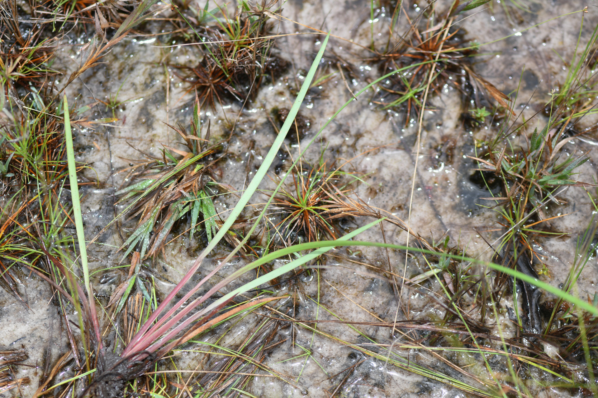 Xyris fallax Malme - Photo Bivouac Naturaliste