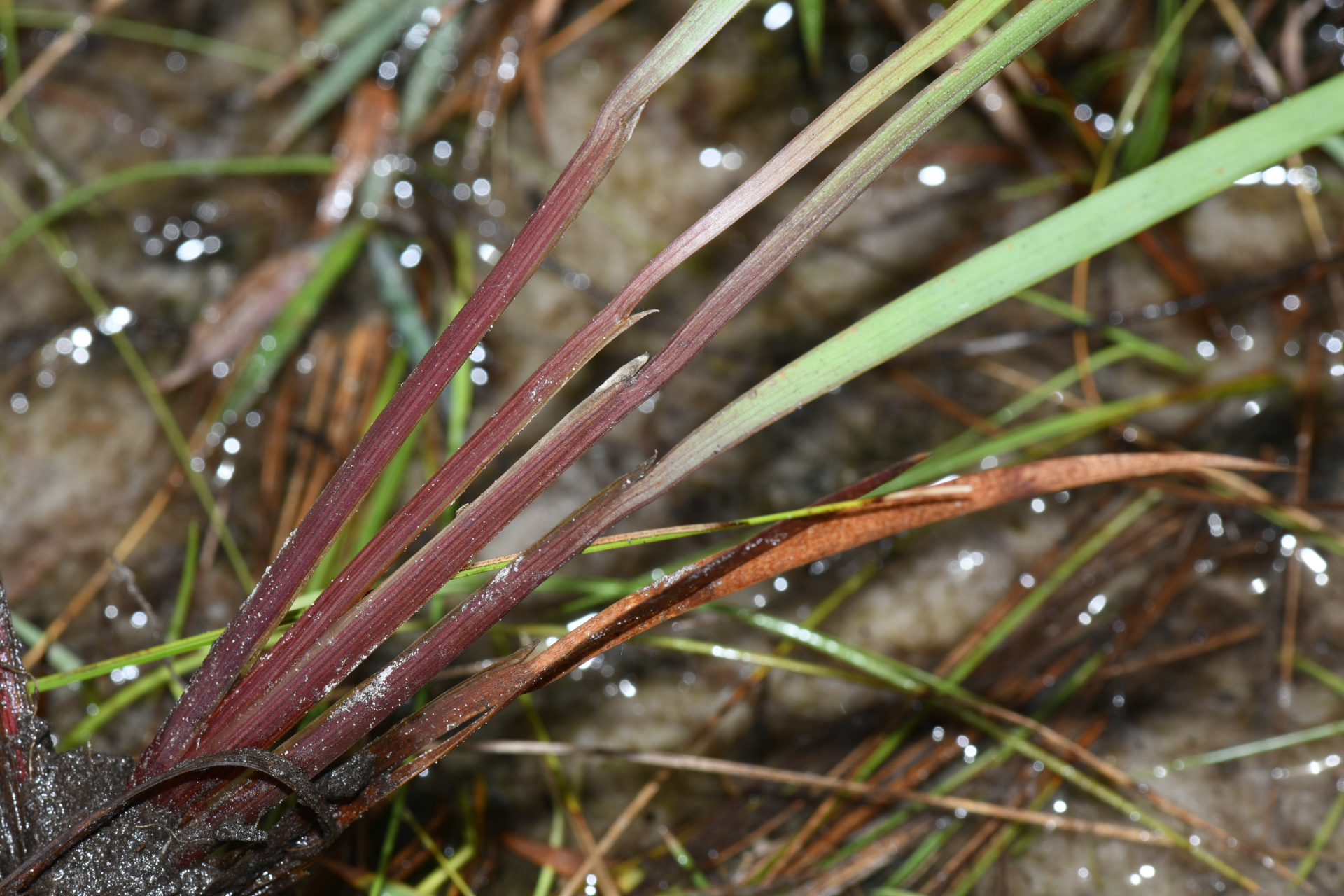 Xyris fallax Malme - Photo Bivouac Naturaliste
