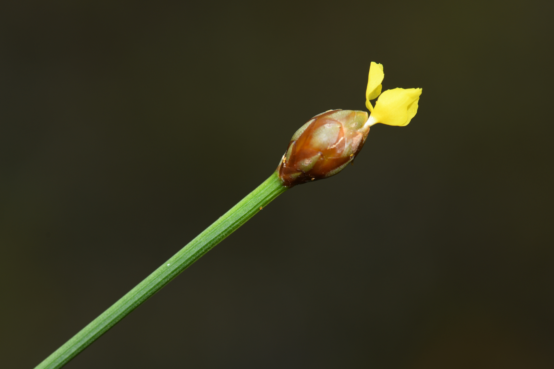 Xyris fallax Malme - Photo Bivouac Naturaliste
