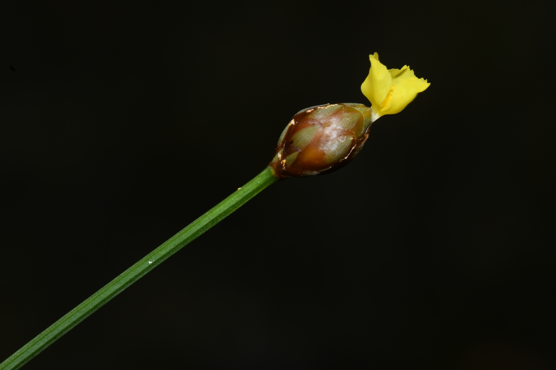 Xyris fallax Malme - Photo Bivouac Naturaliste
