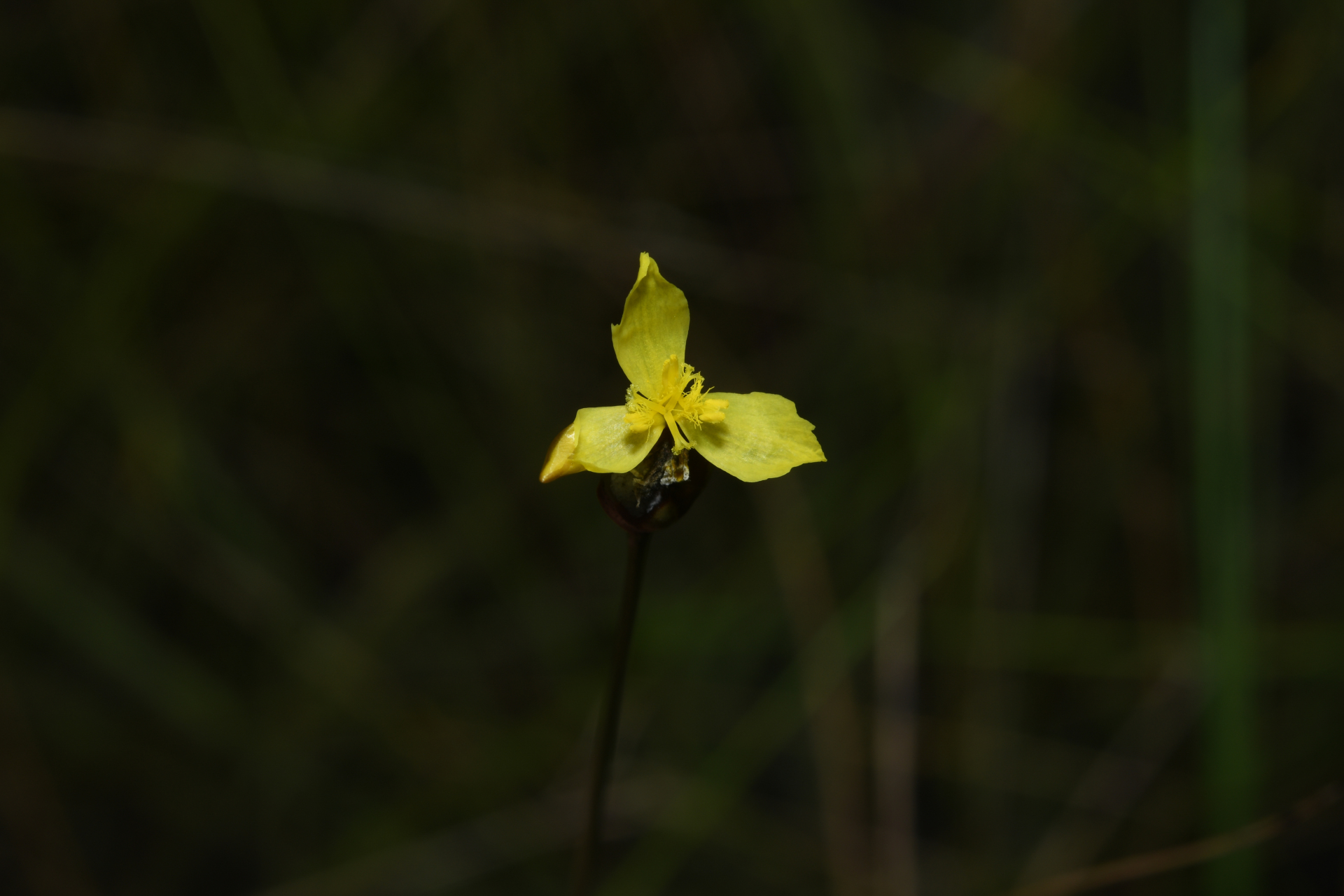 Xyris malmeana L.B.Sm. - Photo Bivouac Naturaliste