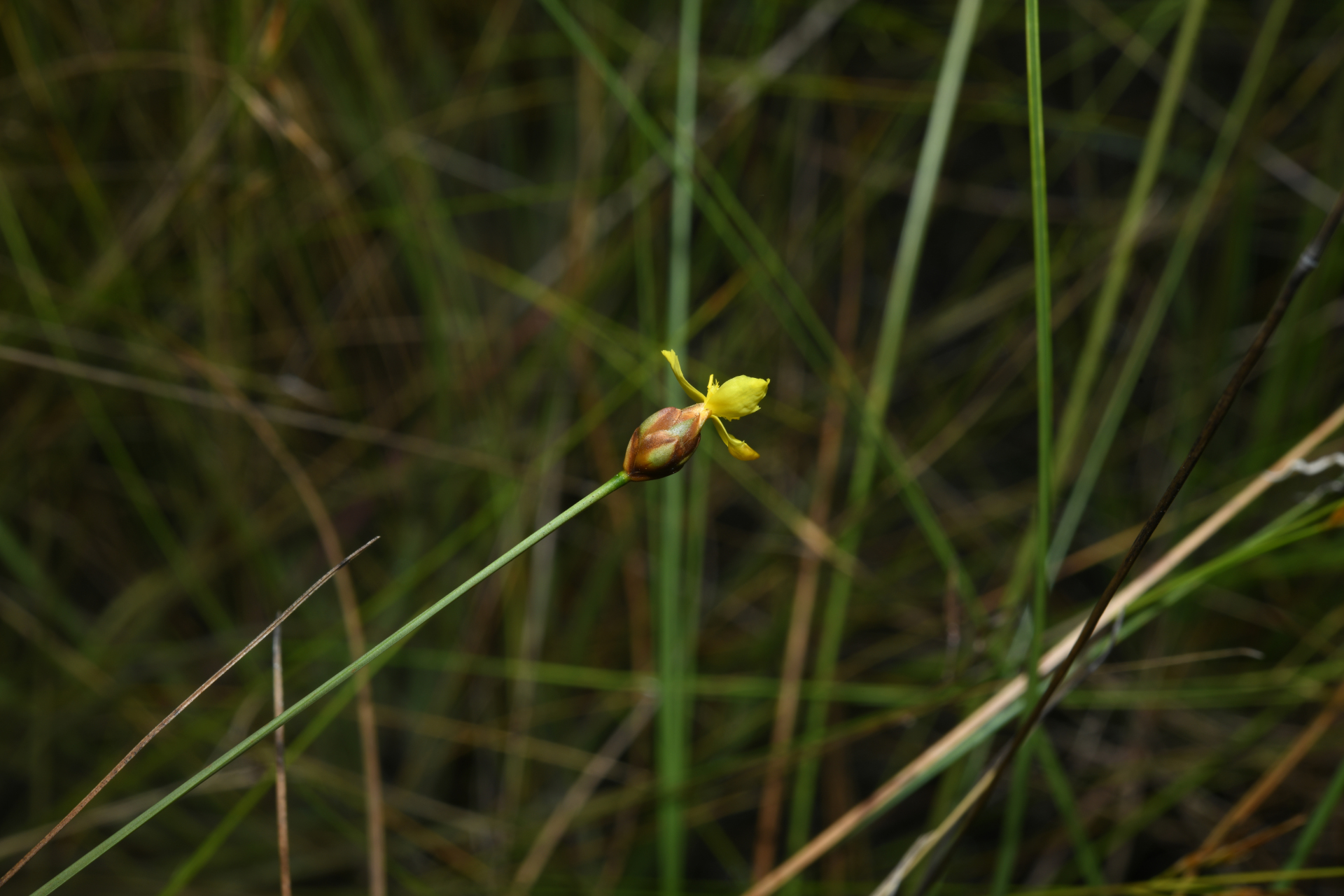 Xyris malmeana L.B.Sm. - Photo Bivouac Naturaliste