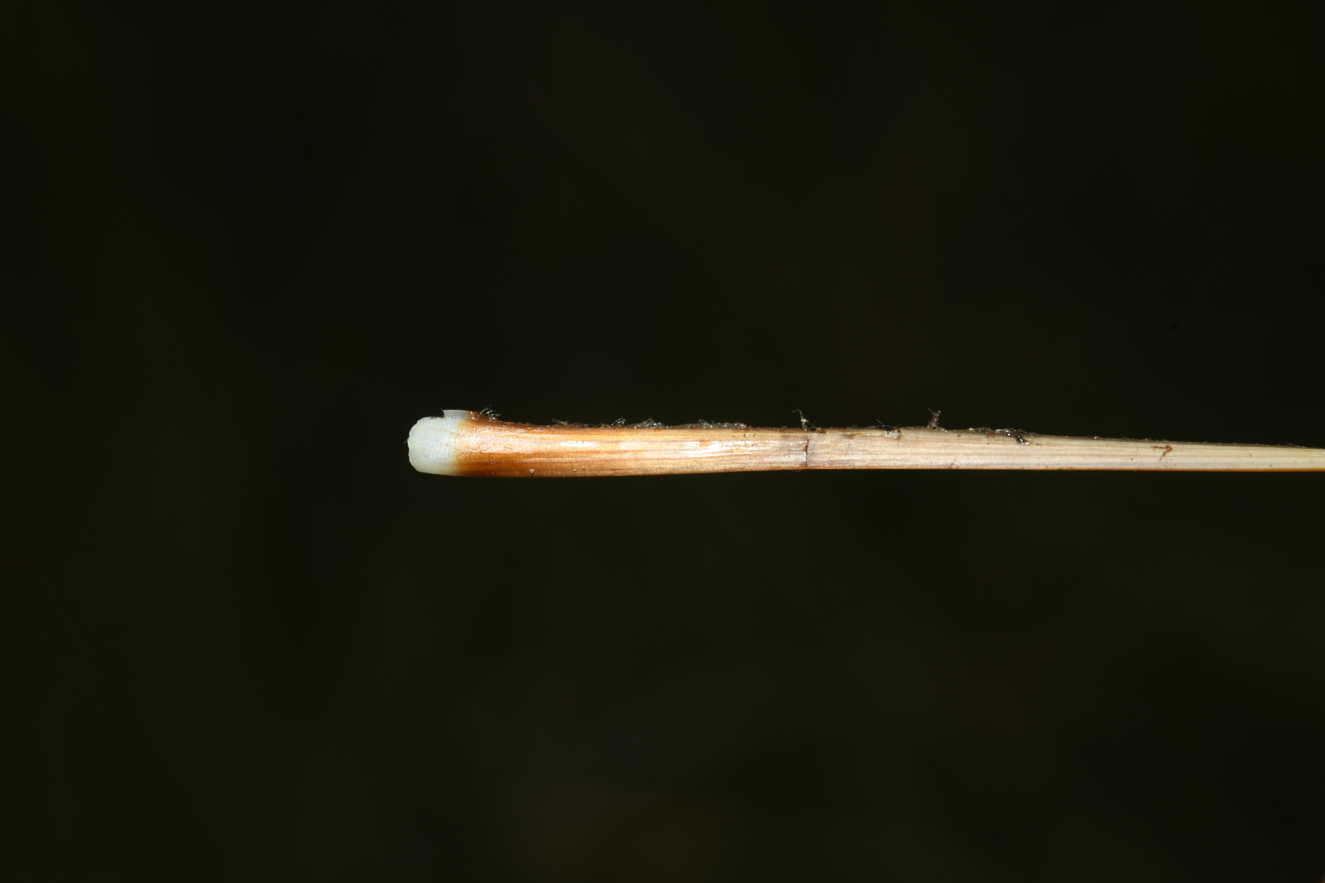 Xyris malmeana L.B.Sm. - Photo Bivouac Naturaliste