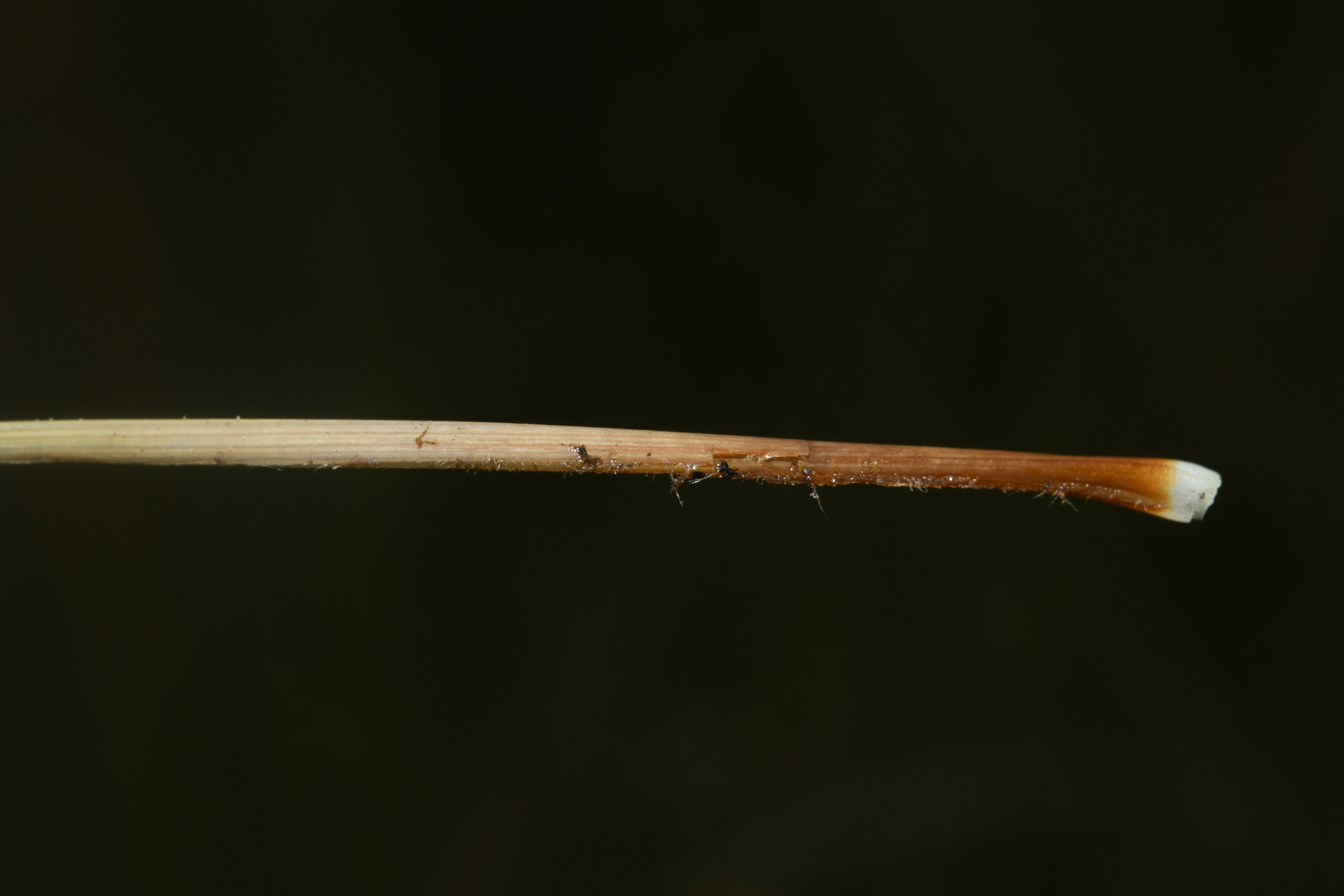Xyris malmeana L.B.Sm. - Photo Bivouac Naturaliste