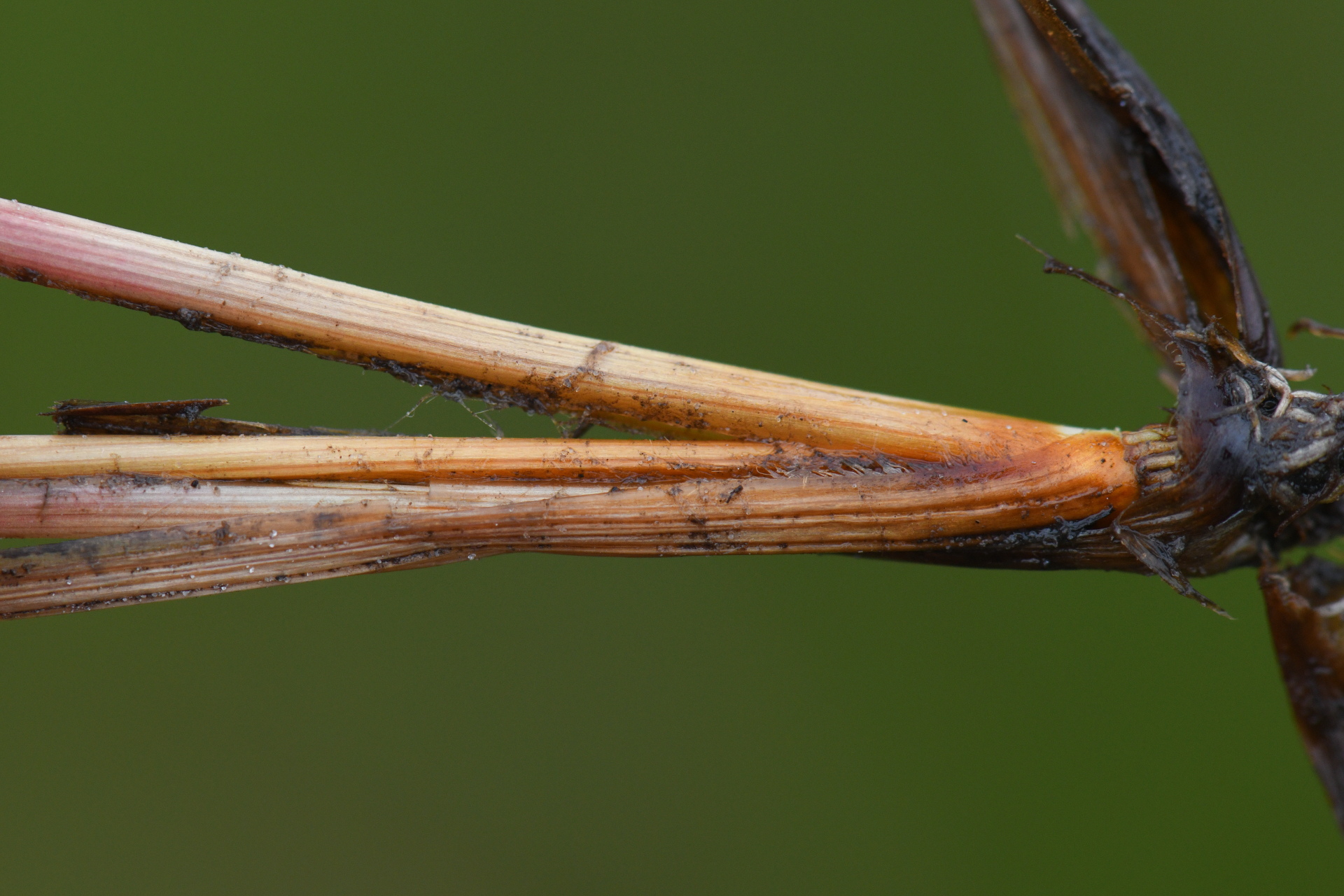 Xyris malmeana L.B.Sm. - Photo Bivouac Naturaliste