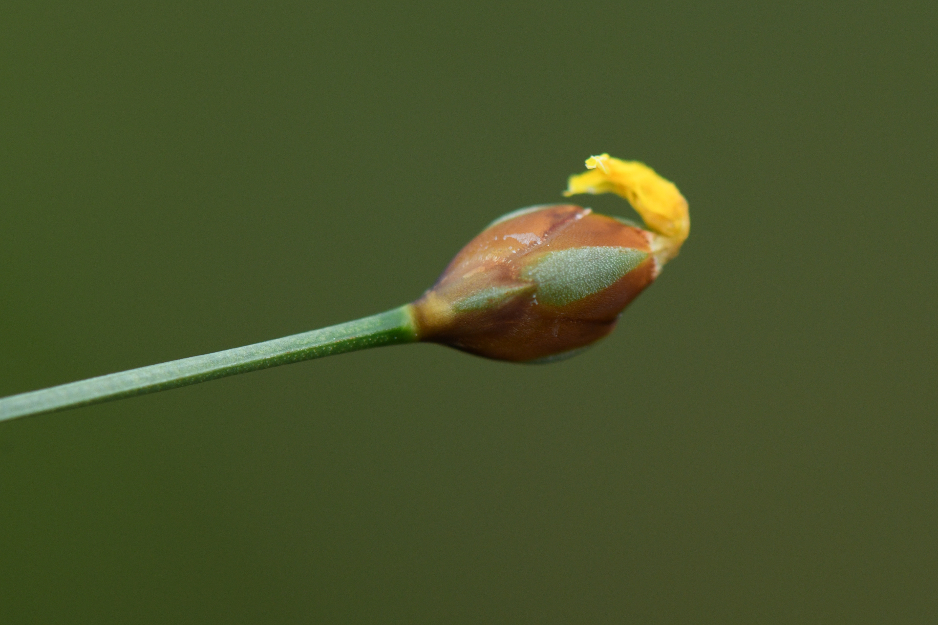 Xyris malmeana L.B.Sm. - Photo Bivouac Naturaliste