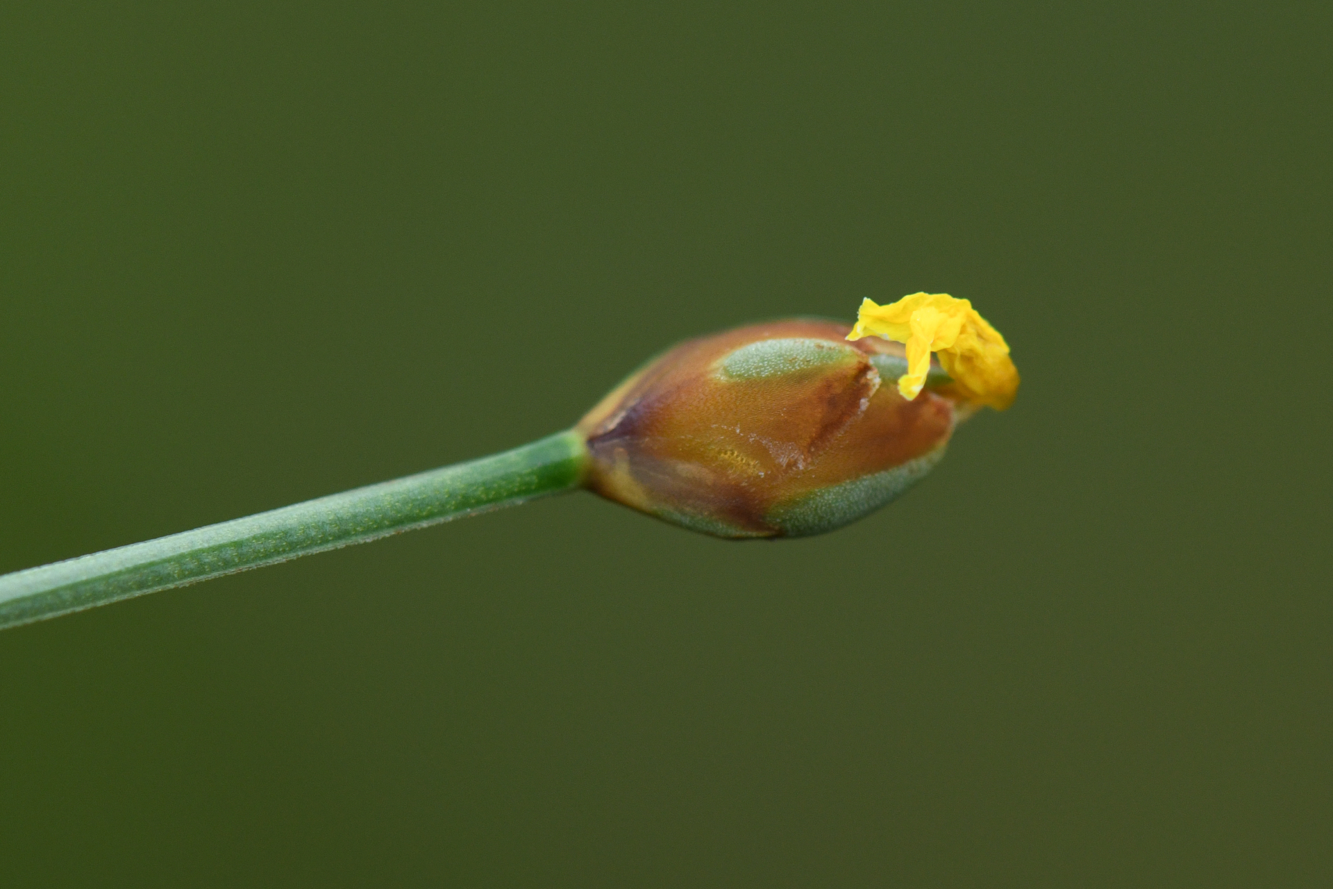 Xyris malmeana L.B.Sm. - Photo Bivouac Naturaliste