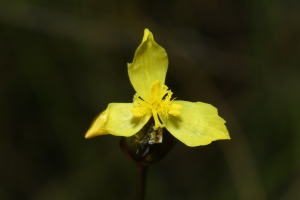 Xyris malmeana L.B.Sm.