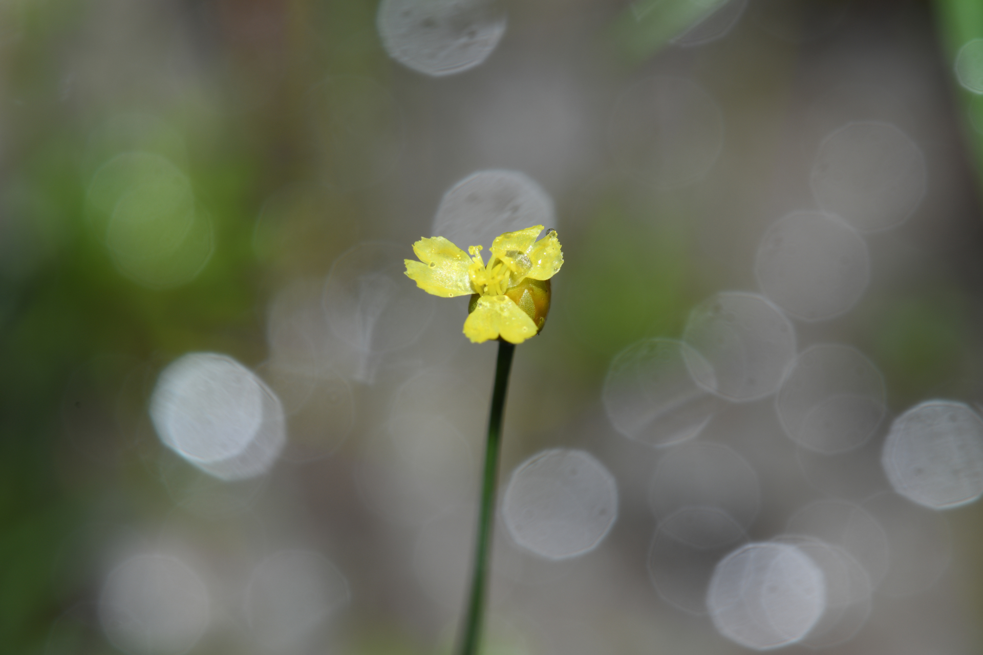 Xyris savanensis Miq. - Photo Bivouac Naturaliste