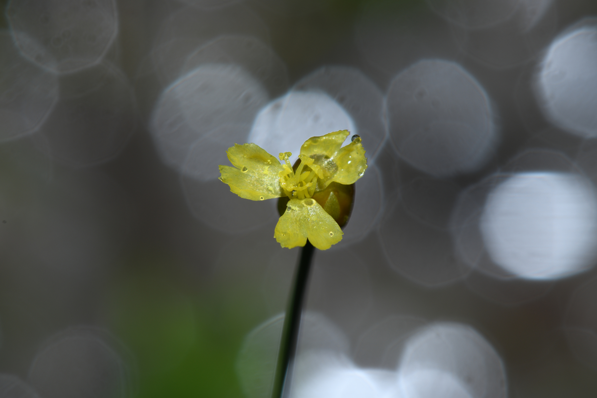 Xyris savanensis Miq. - Photo Bivouac Naturaliste