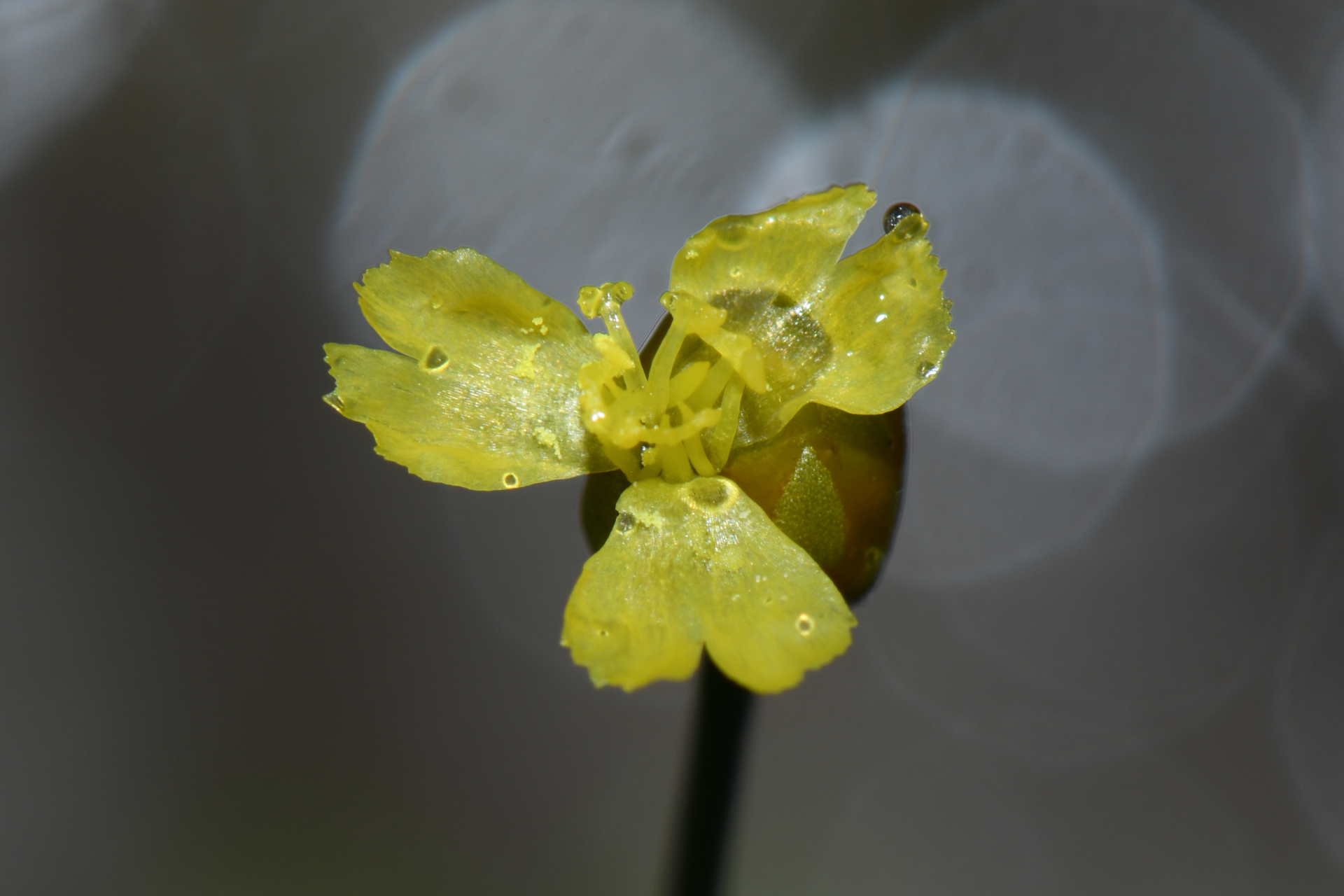 Xyris savanensis Miq. - Photo Bivouac Naturaliste