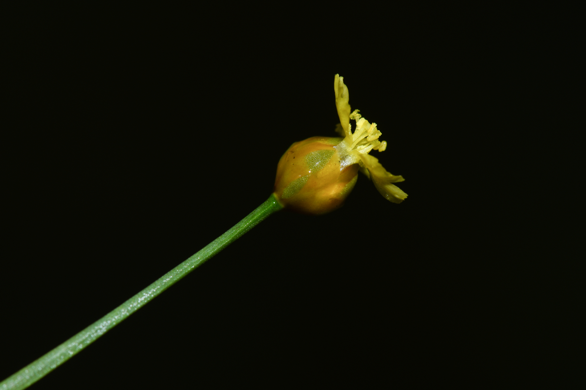 Xyris savanensis Miq. - Photo Bivouac Naturaliste