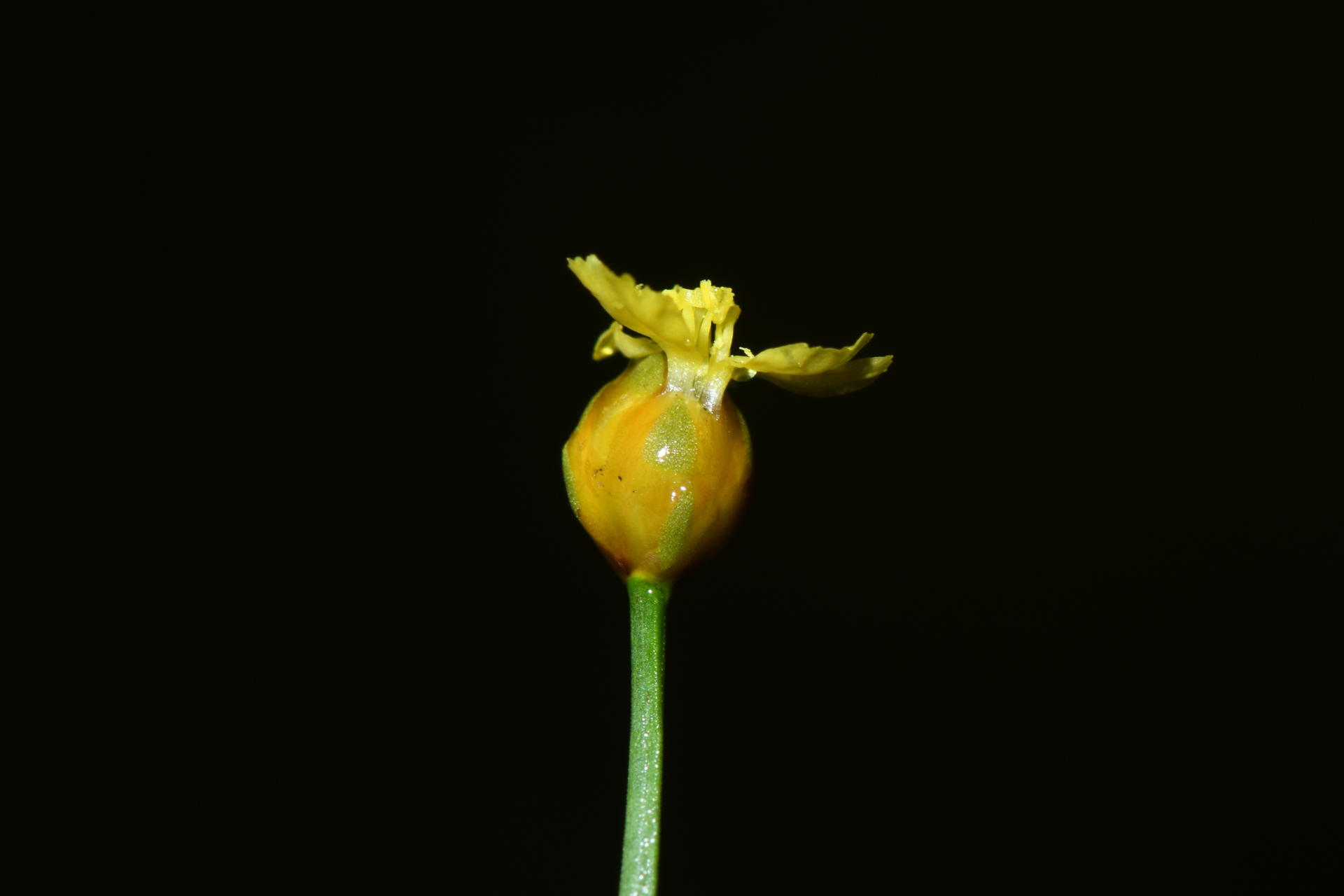Xyris savanensis Miq. - Photo Bivouac Naturaliste