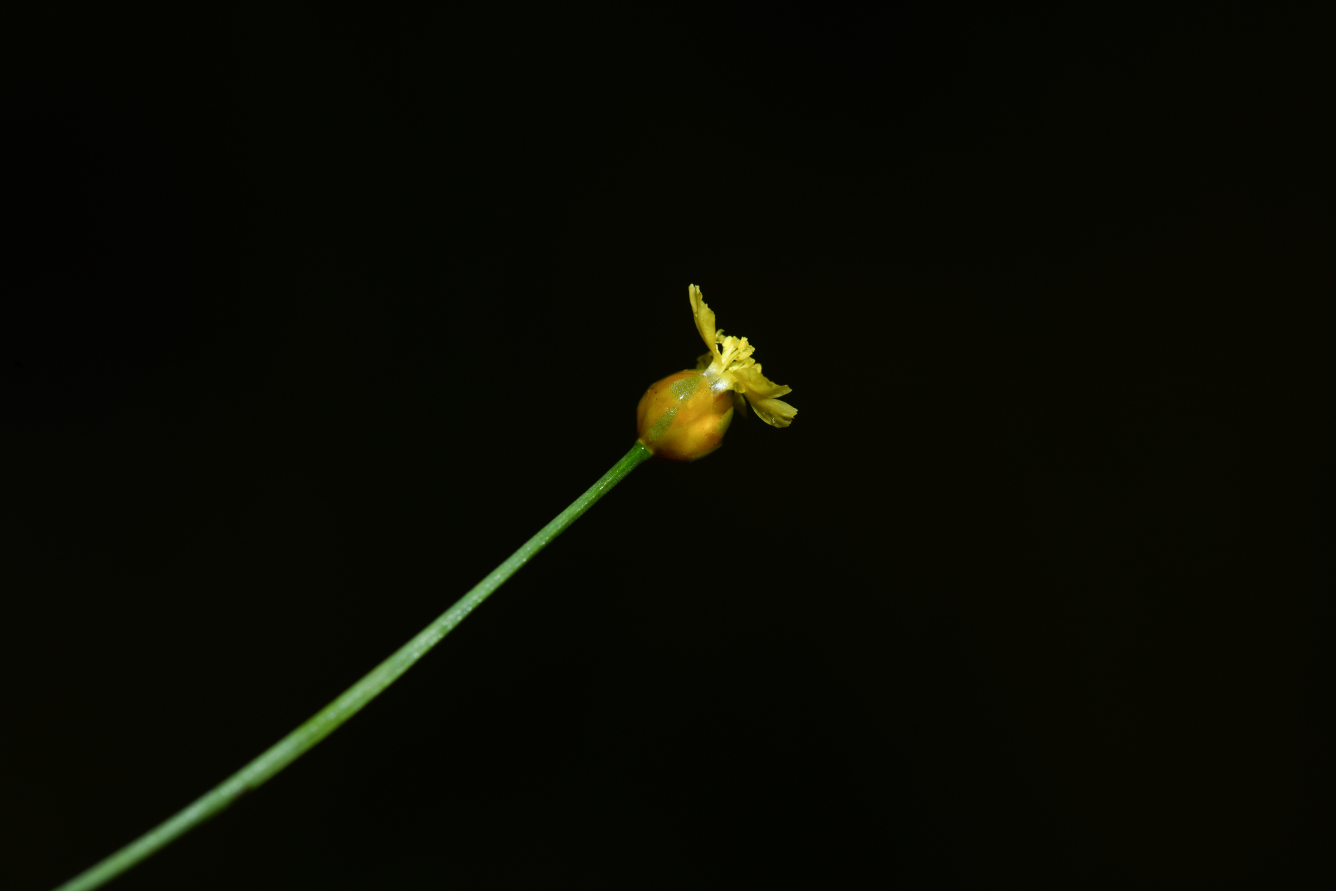 Xyris savanensis Miq. - Photo Bivouac Naturaliste