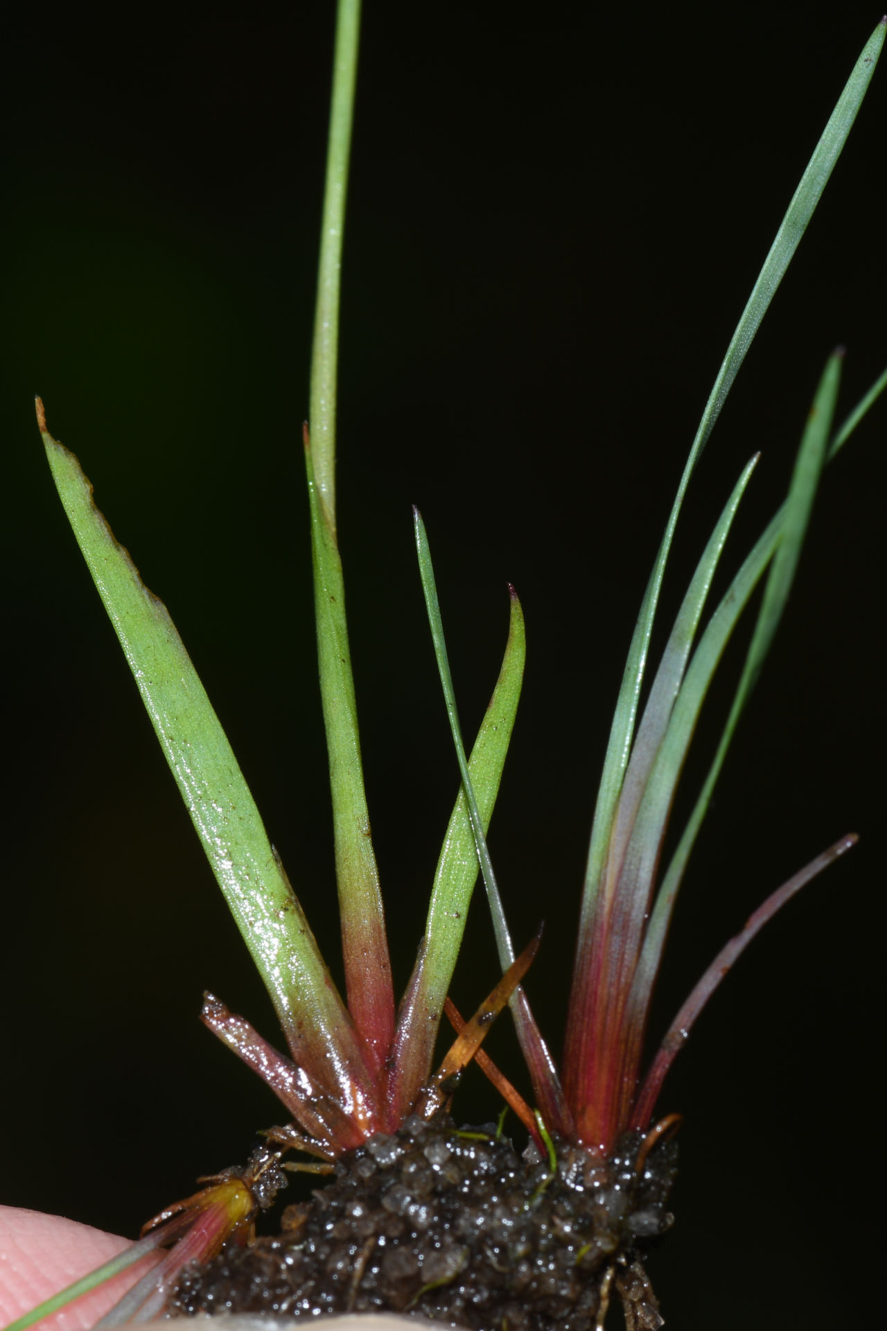 Xyris savanensis Miq. - Photo Bivouac Naturaliste