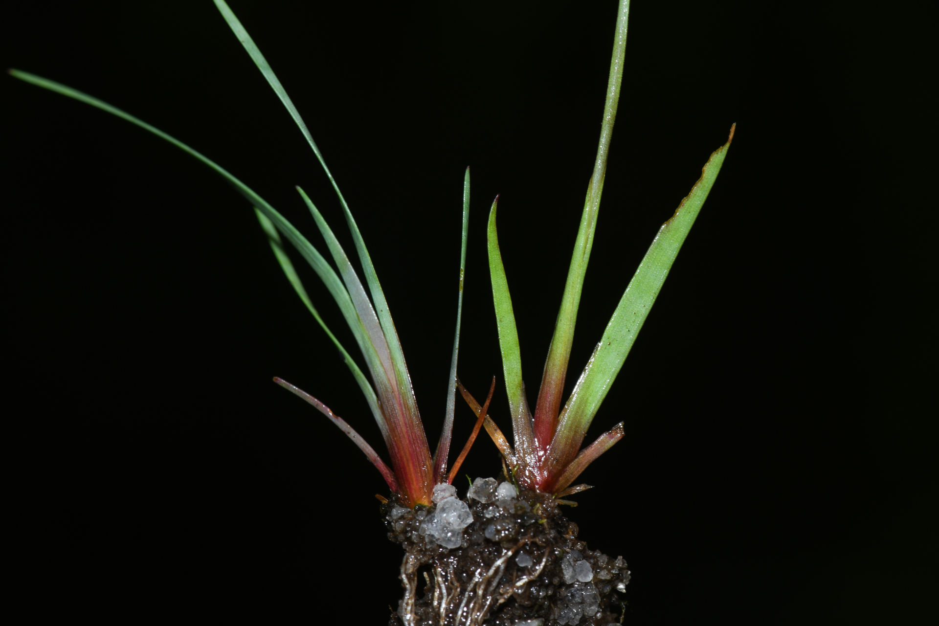 Xyris savanensis Miq. - Photo Bivouac Naturaliste