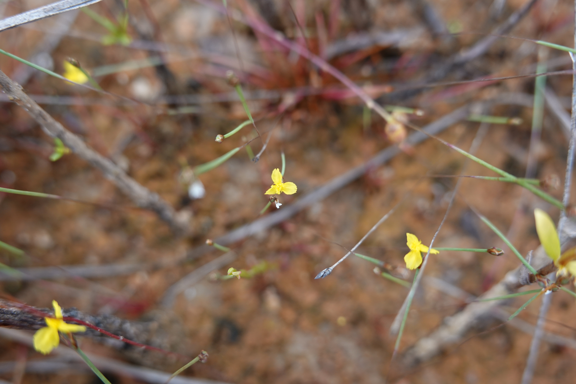 Xyris spathacea Lanj. - Photo Bivouac Naturaliste