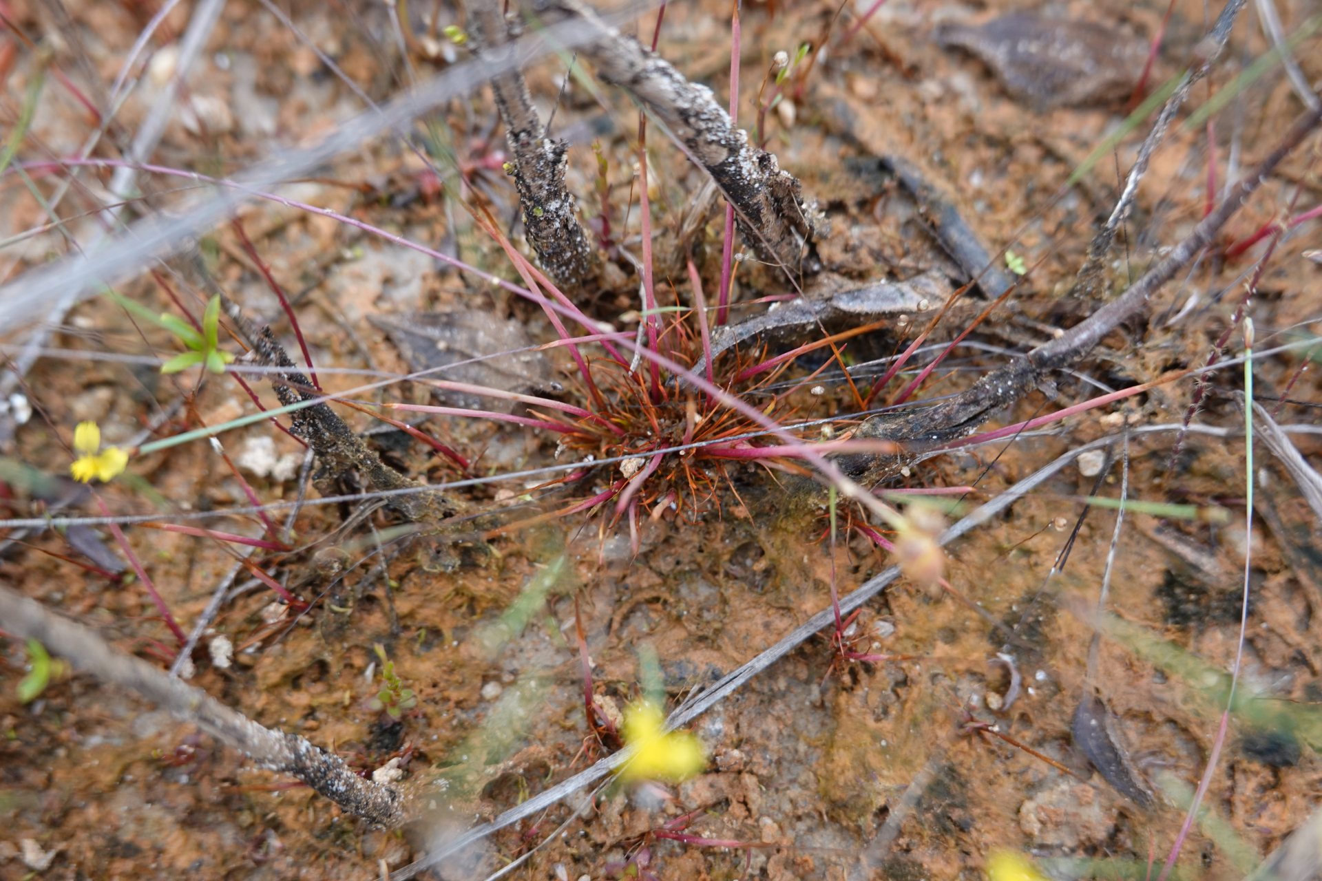 Xyris spathacea Lanj. - Photo Bivouac Naturaliste