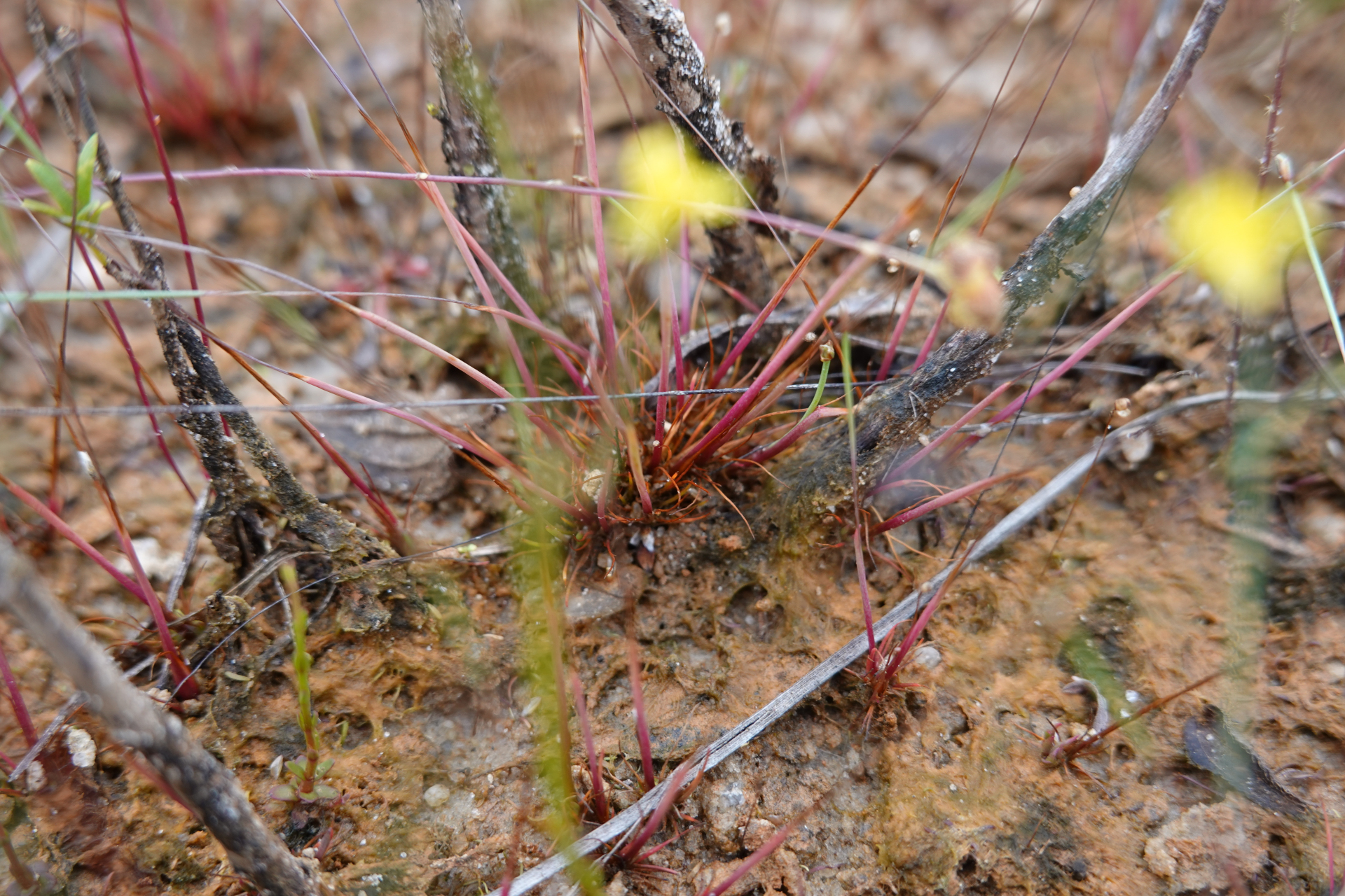 Xyris spathacea Lanj. - Photo Bivouac Naturaliste