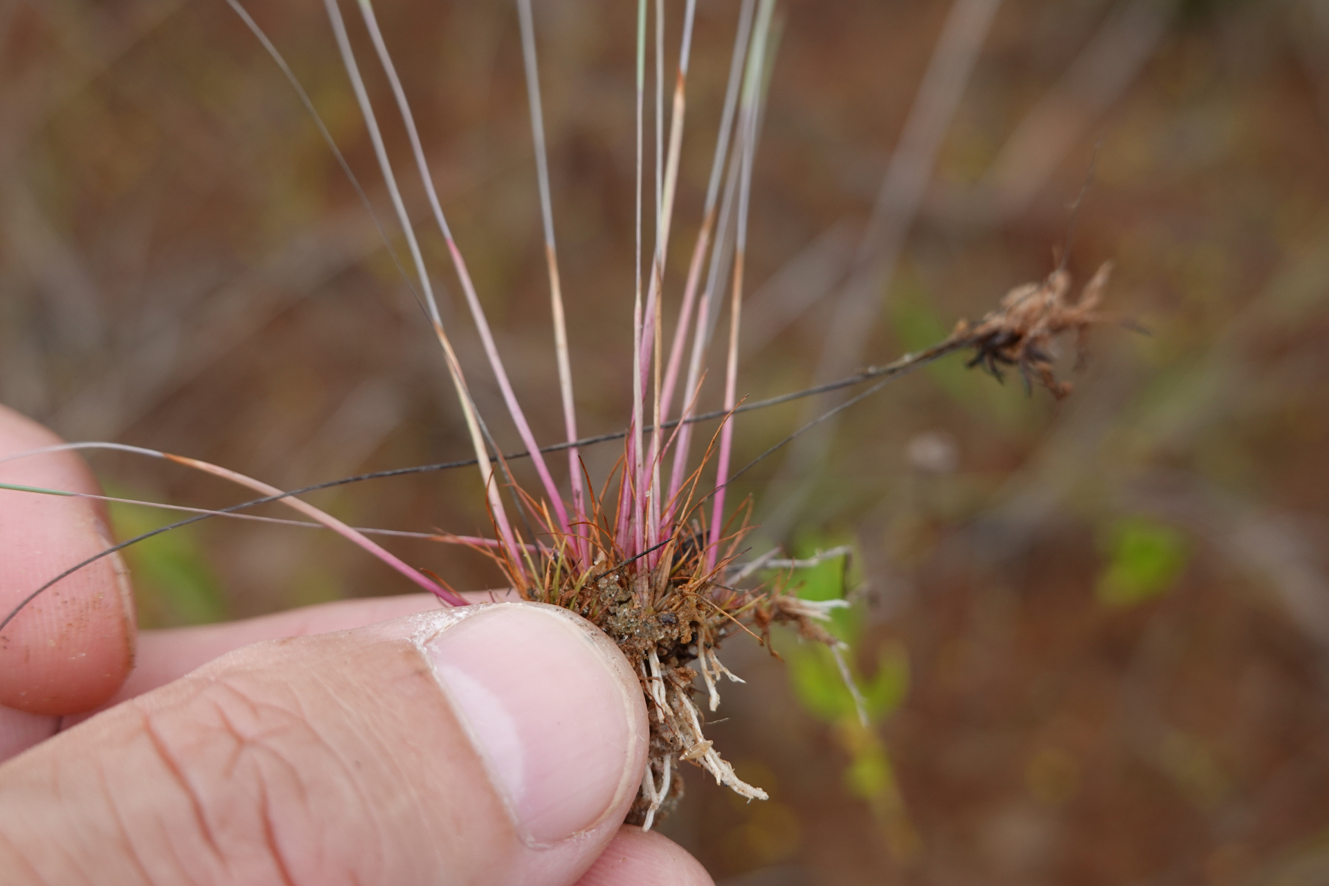 Xyris spathacea Lanj. - Photo Bivouac Naturaliste