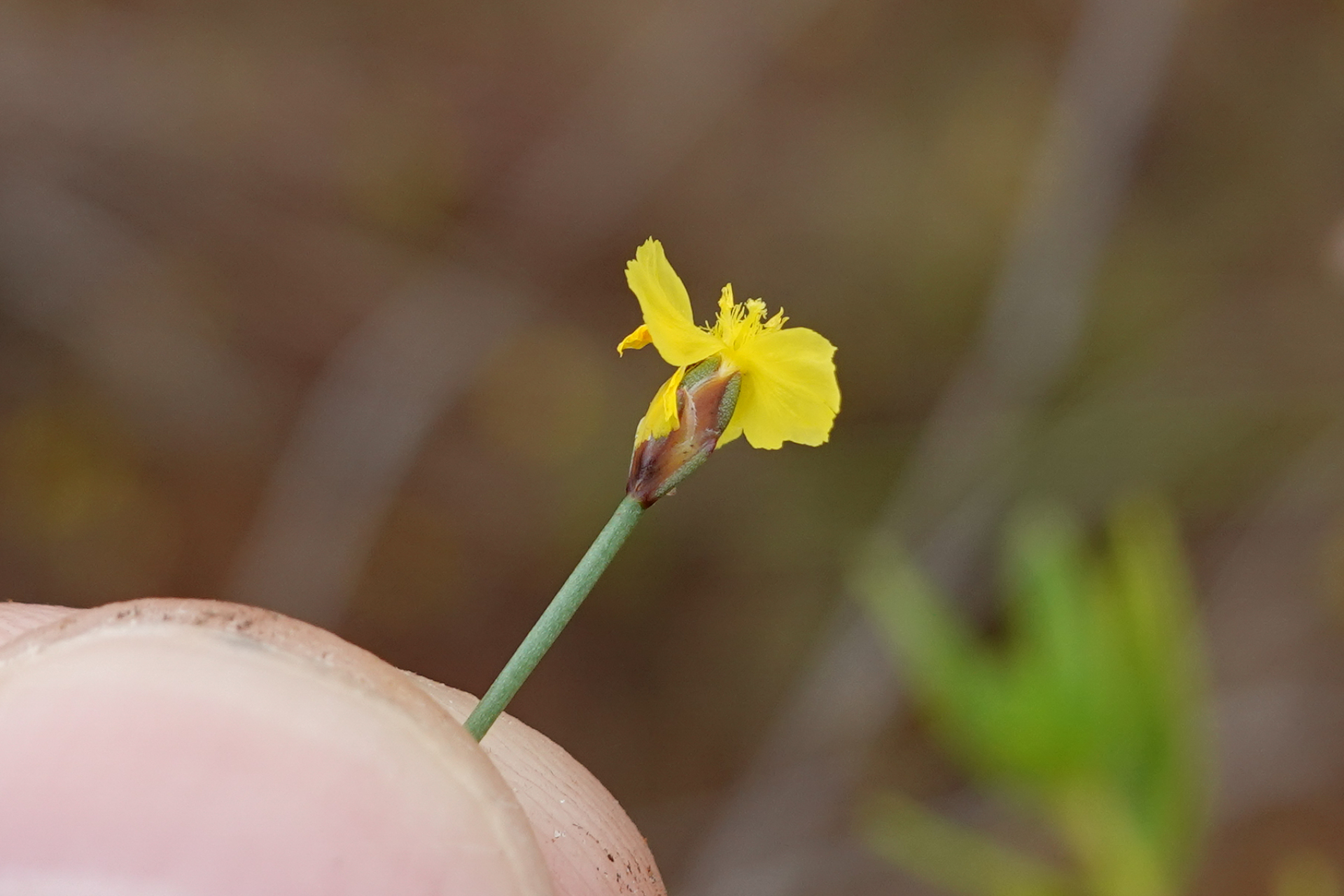 Xyris spathacea Lanj. - Photo Bivouac Naturaliste