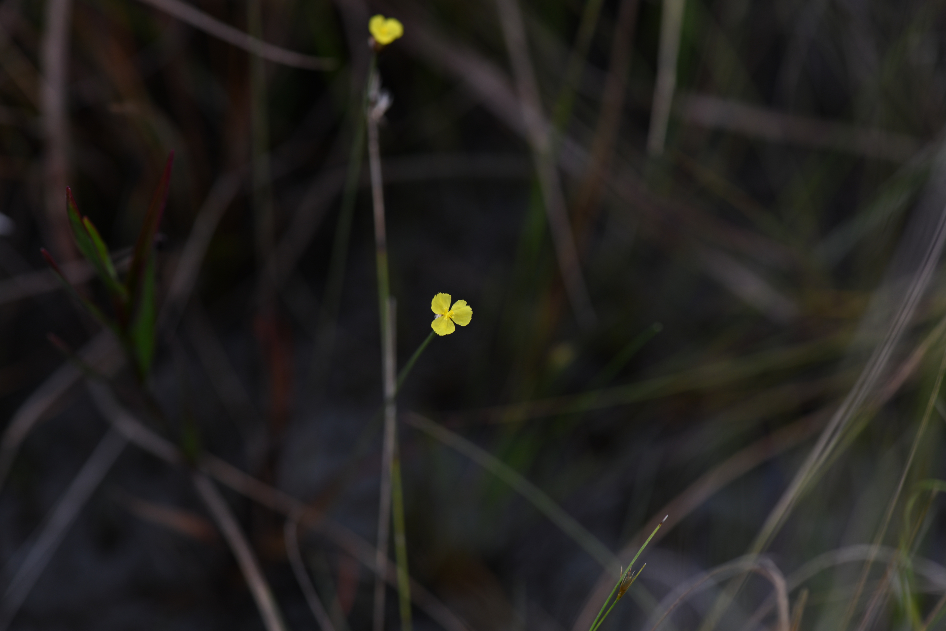 Xyris paraensis Poepp. ex Kunth - Photo Bivouac Naturaliste