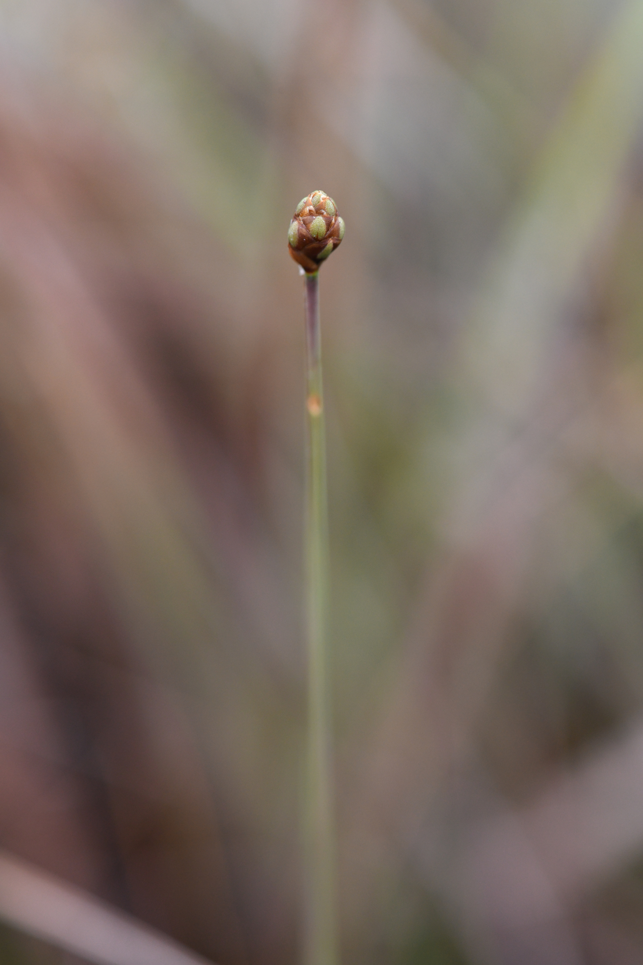 Xyris paraensis Poepp. ex Kunth - Photo Bivouac Naturaliste