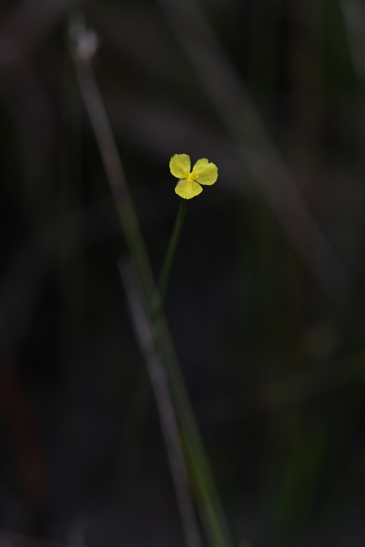 Xyris paraensis Poepp. ex Kunth - Photo Bivouac Naturaliste