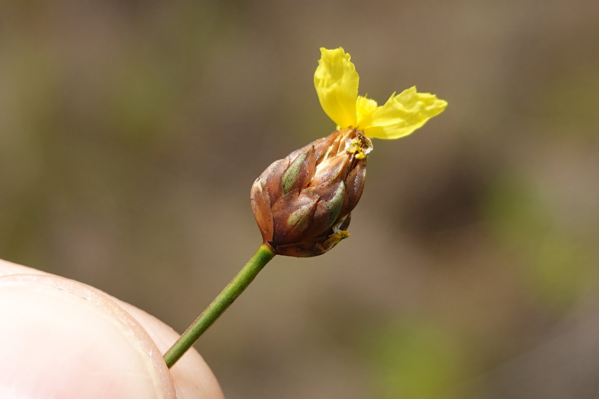 Xyris paraensis Poepp. ex Kunth - Photo Bivouac Naturaliste
